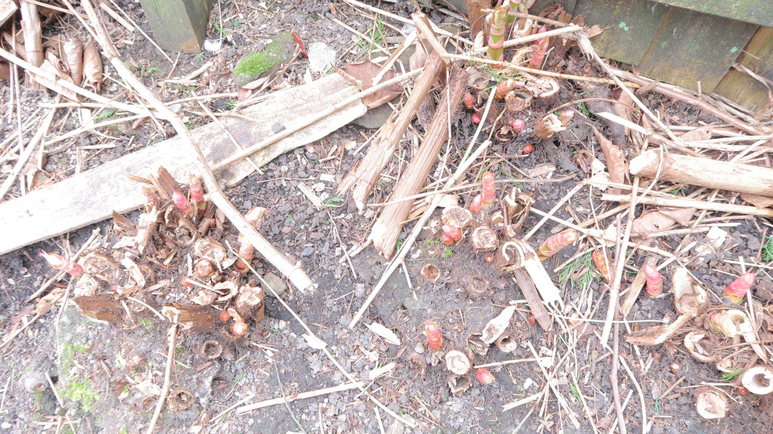 Japanese knotweed buds and shoots growing quickly during April and concentrated in their development