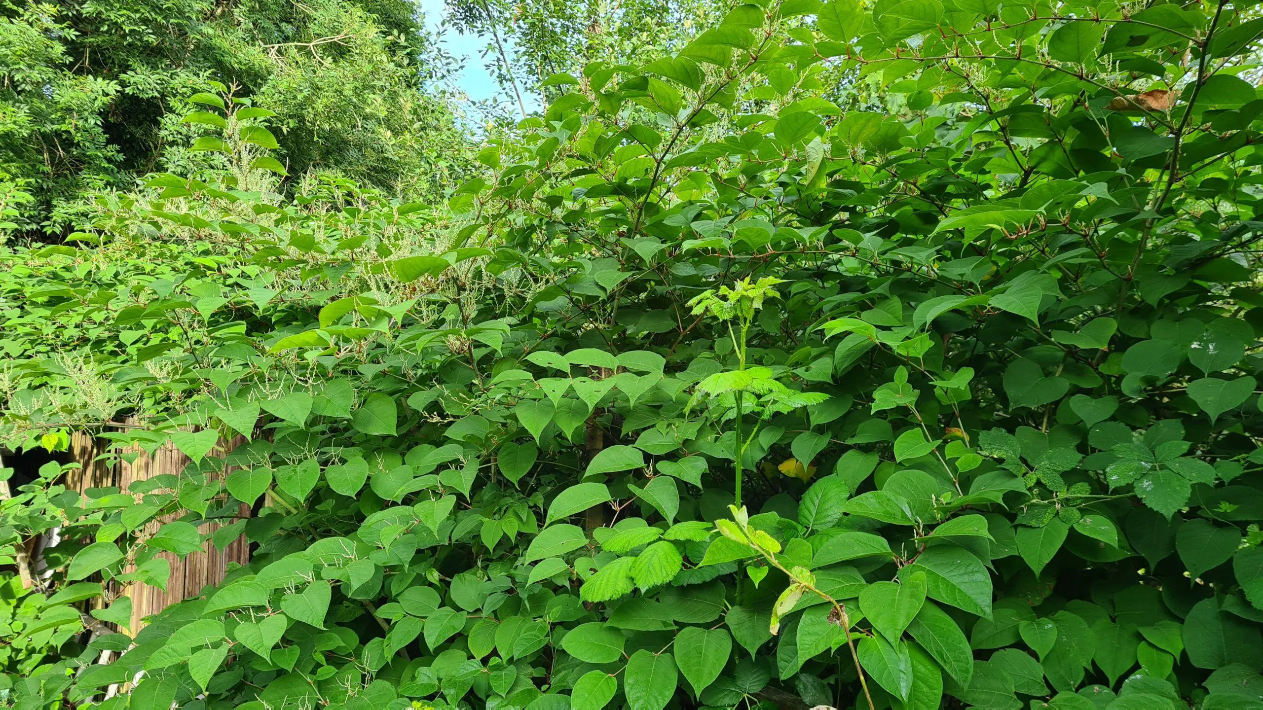Japanese knotweed can devastate the local ecosystem and effect both properties and wildlife