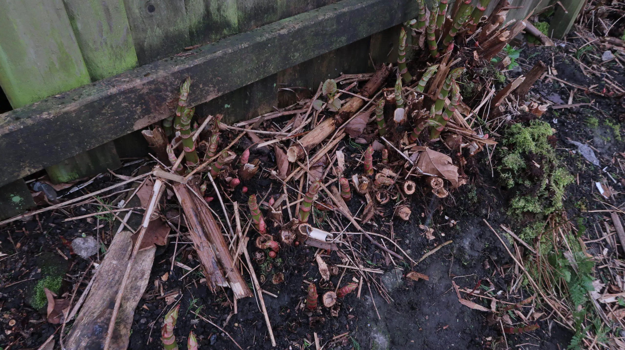 Japanese knotweed crowns contribute to soil erosion and nutrient deficiency within the soil