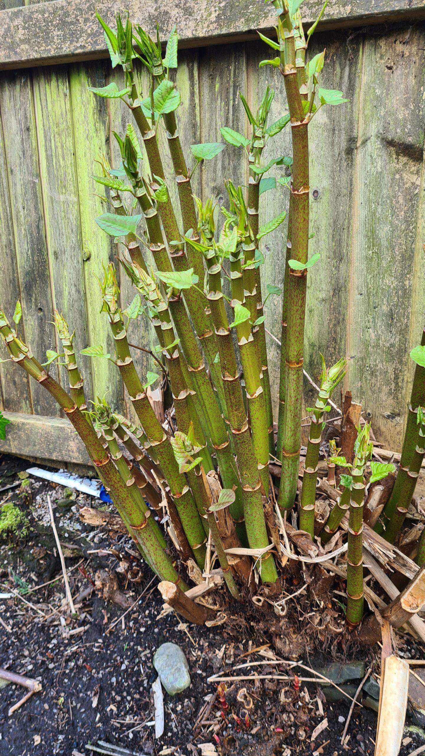 Japanese knotweed crowns extract precious nutrients from the soil and deny any other plants from thriving