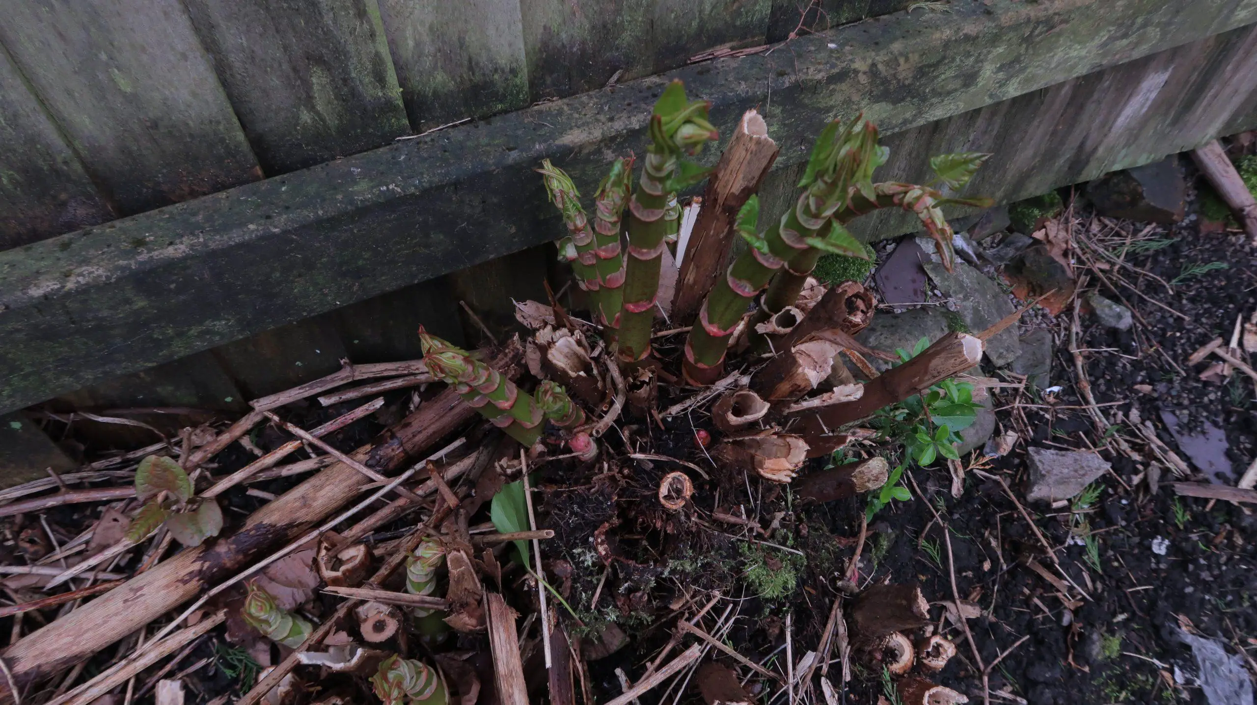 Japanese knotweed devastates the local ecosystem and causes further soil erosion