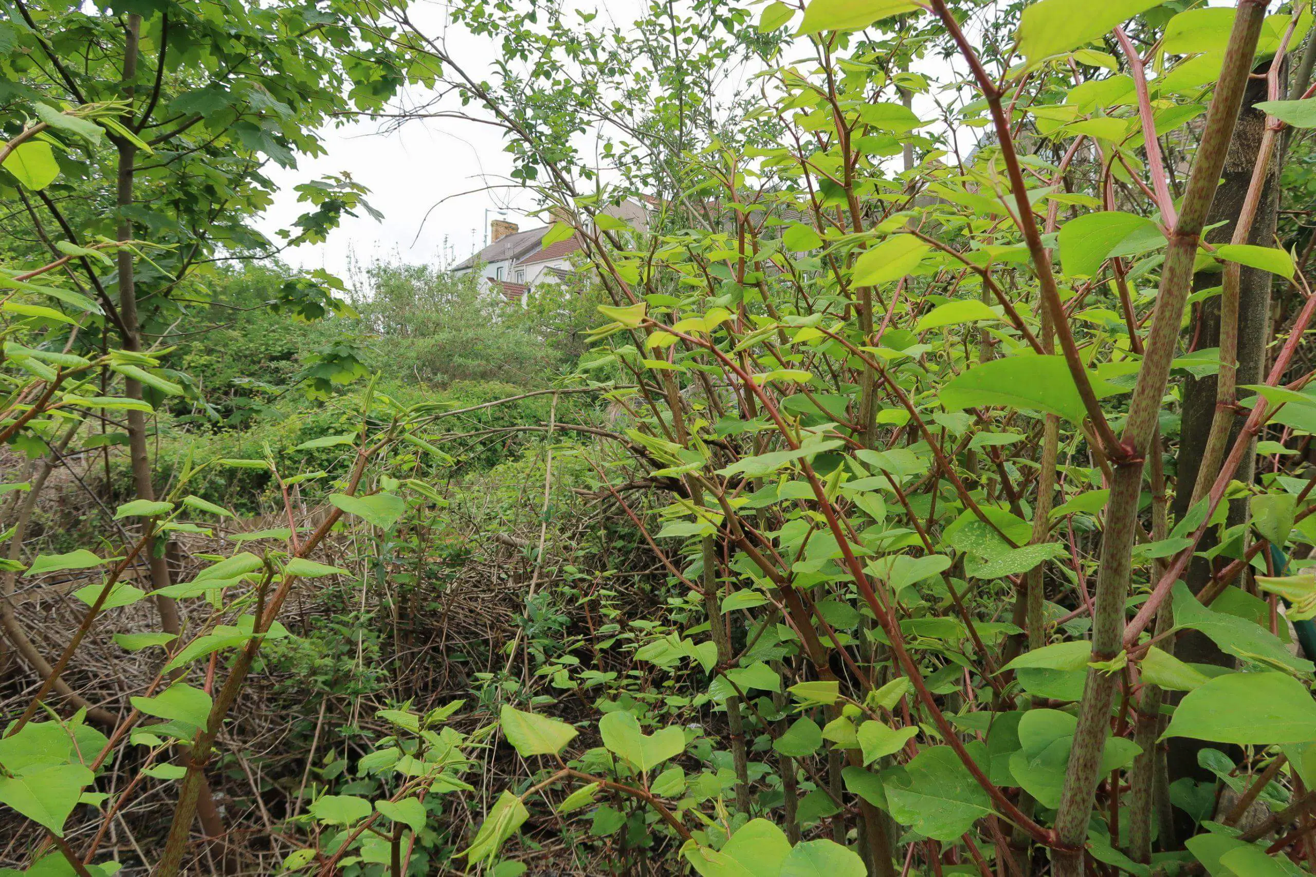 Japanese knotweed easily grows in a neglected garden and consumes it within one season