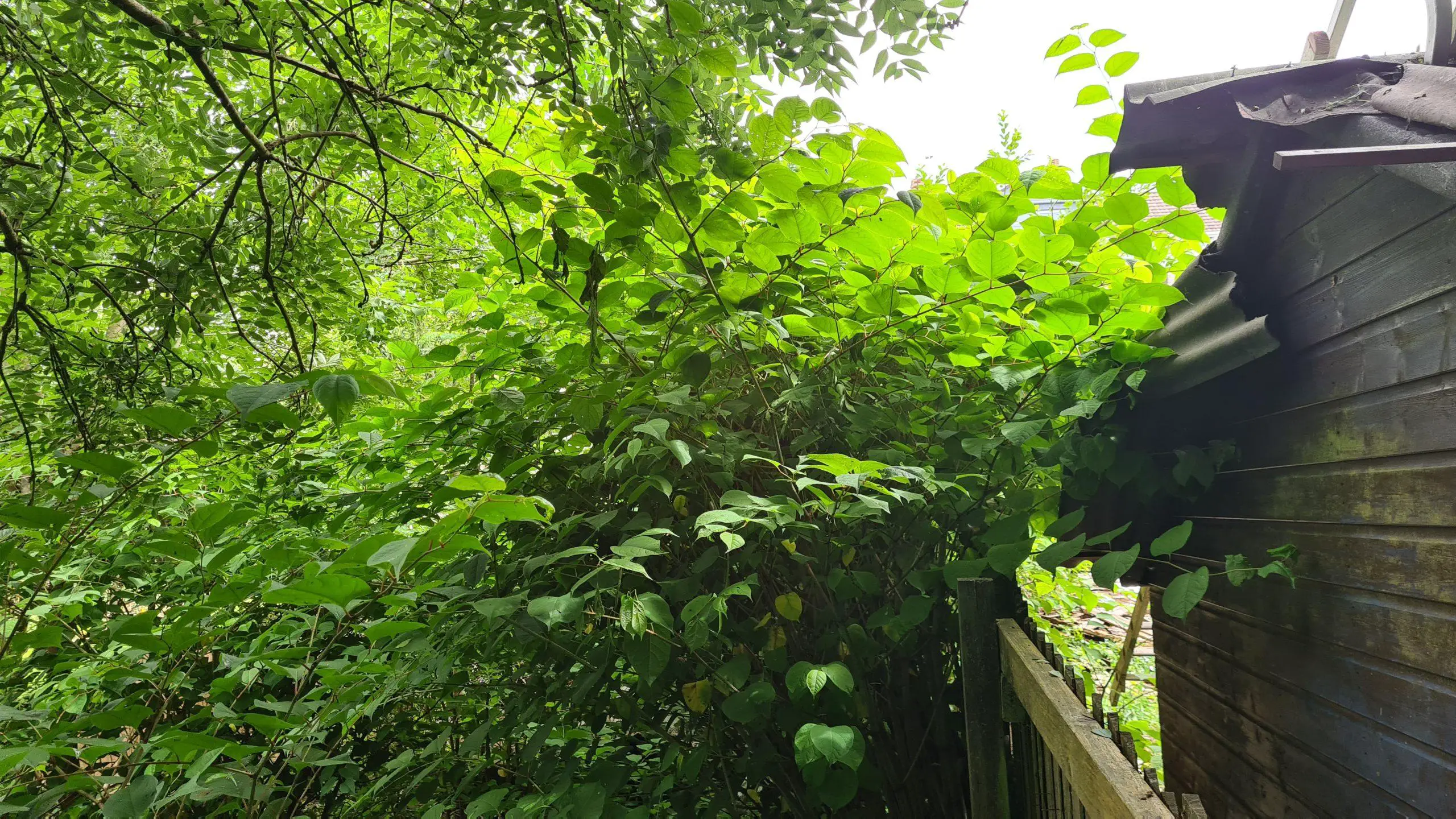 Japanese knotweed encroaches onto a neighbours property all too easily