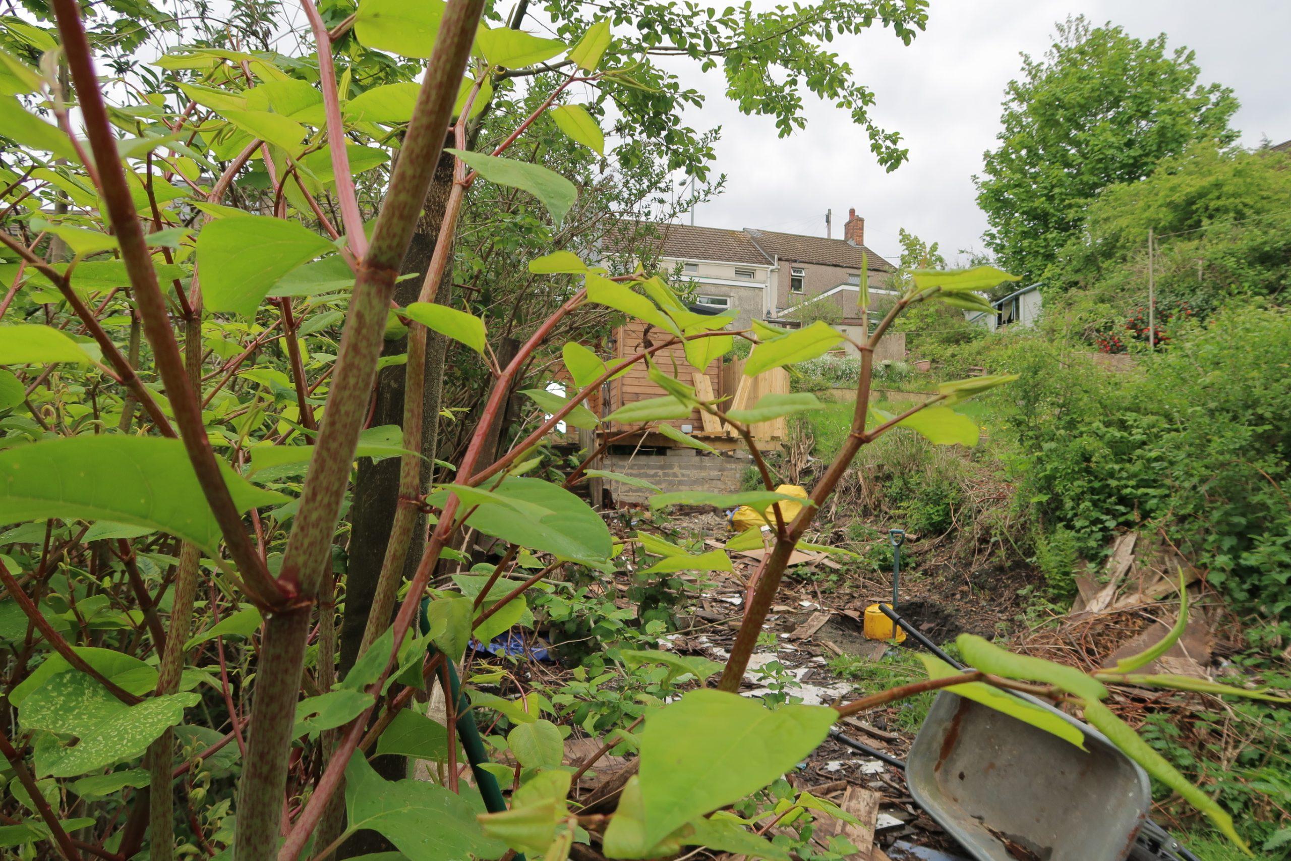 Japanese knotweed encroaching on a property and endangering its value