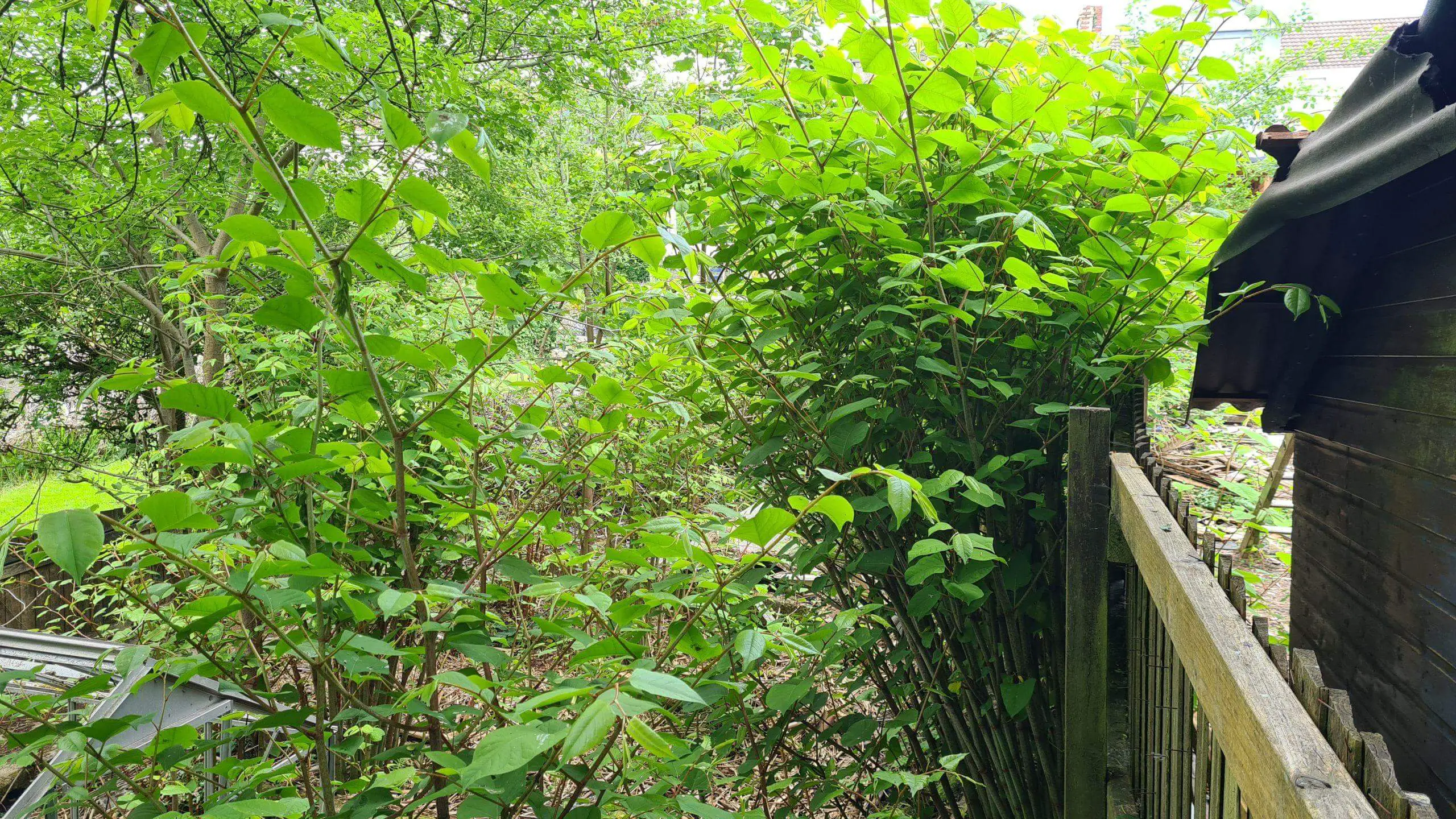 Japanese knotweed encroaching onto another property and about cause a whole lot of trouble legally and structurally