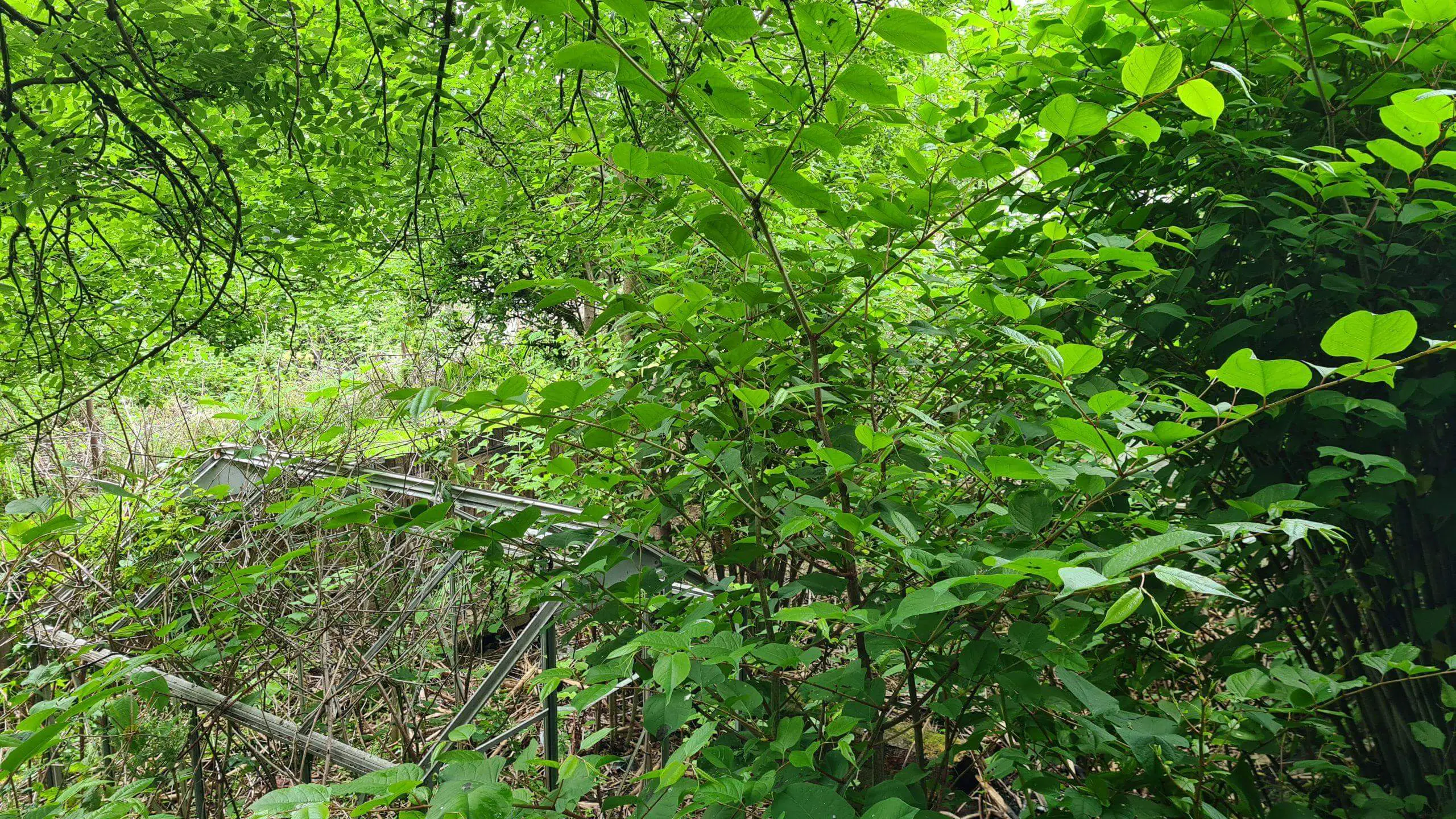 Japanese knotweed growing aggressively and robbing native plants of light water and nutrients within the soil