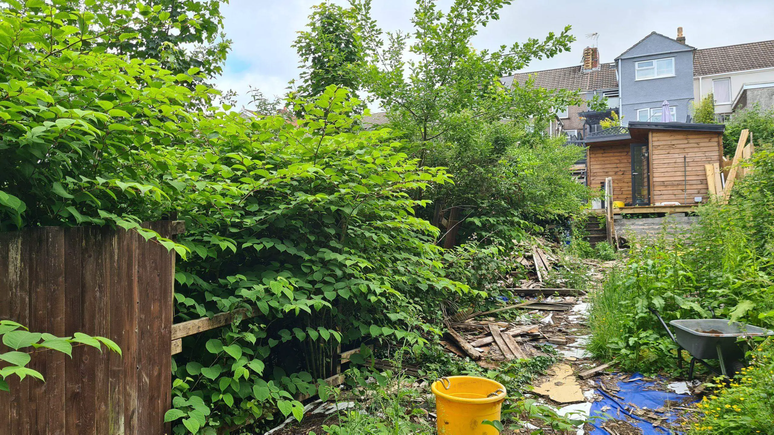 Japanese knotweed growing from one property to the next which can cause arguements between neighbours and legal disputes