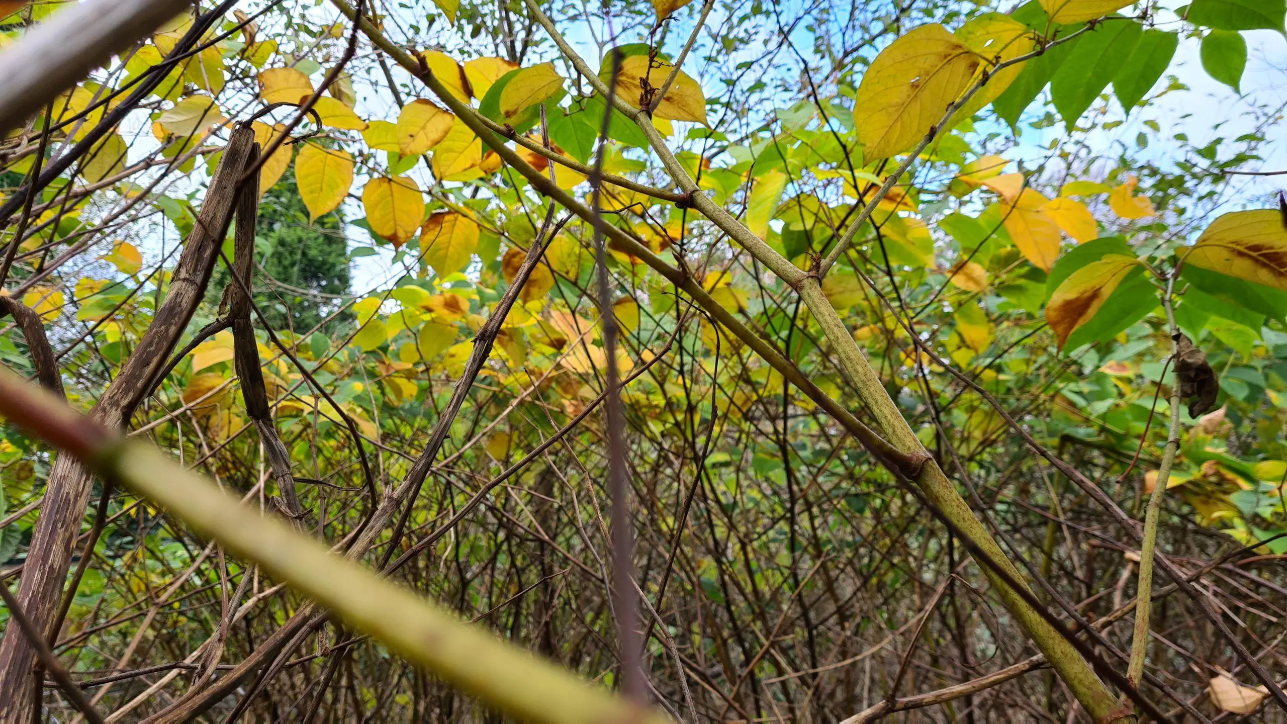 Japanese knotweed grows to such a height that it kills anything else around it including native plants