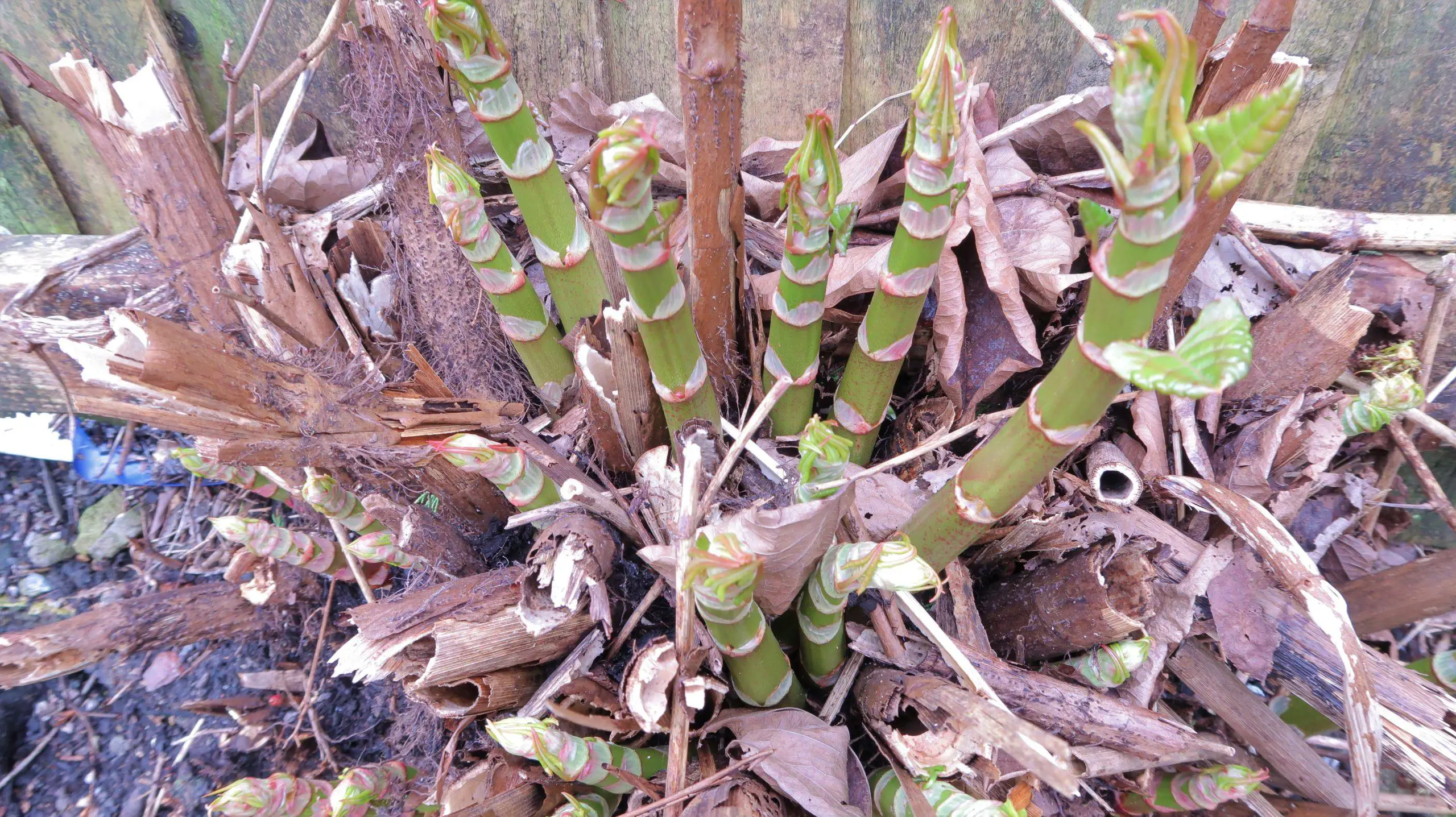 Japanese knotweed grows year on year on the same crown and robs the local soil of nutrients