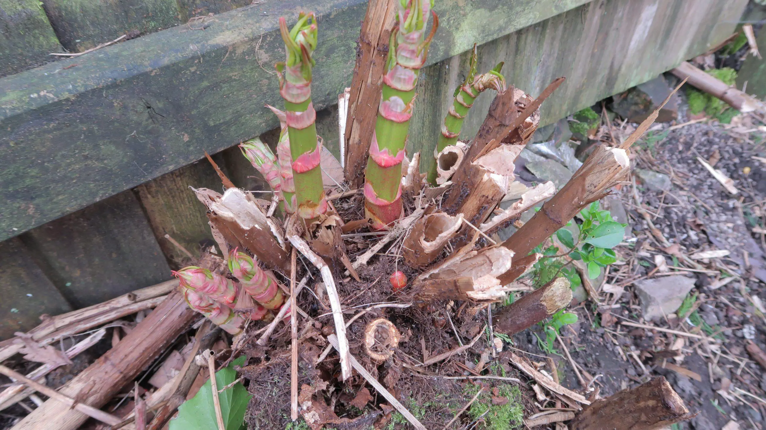 Japanese knotweed growth can impair nutrient cycling and soil fertility within the vicinity of the crown
