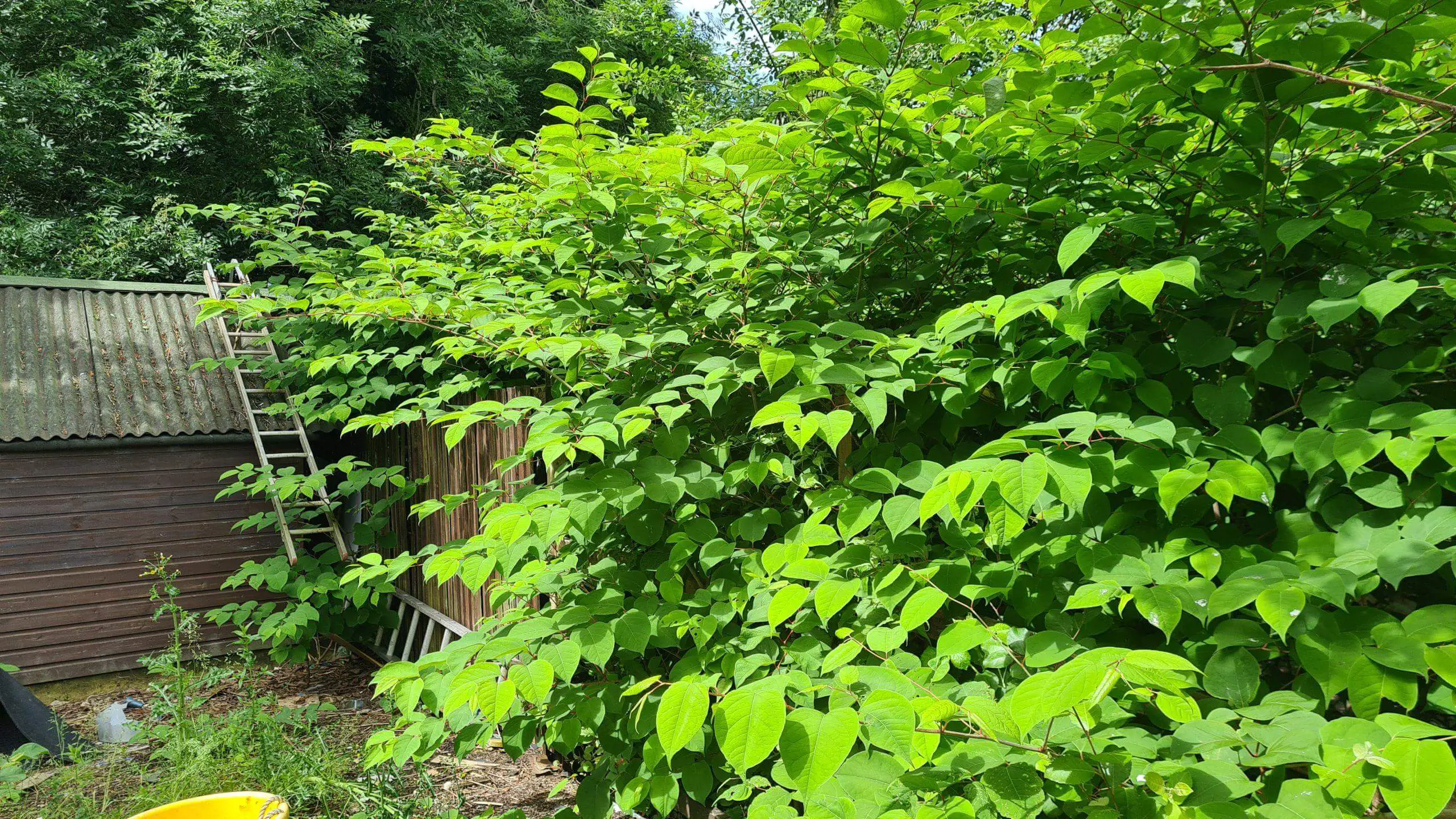 Japanese knotweed invading a property from a neighbouring property which can lead to legal issues