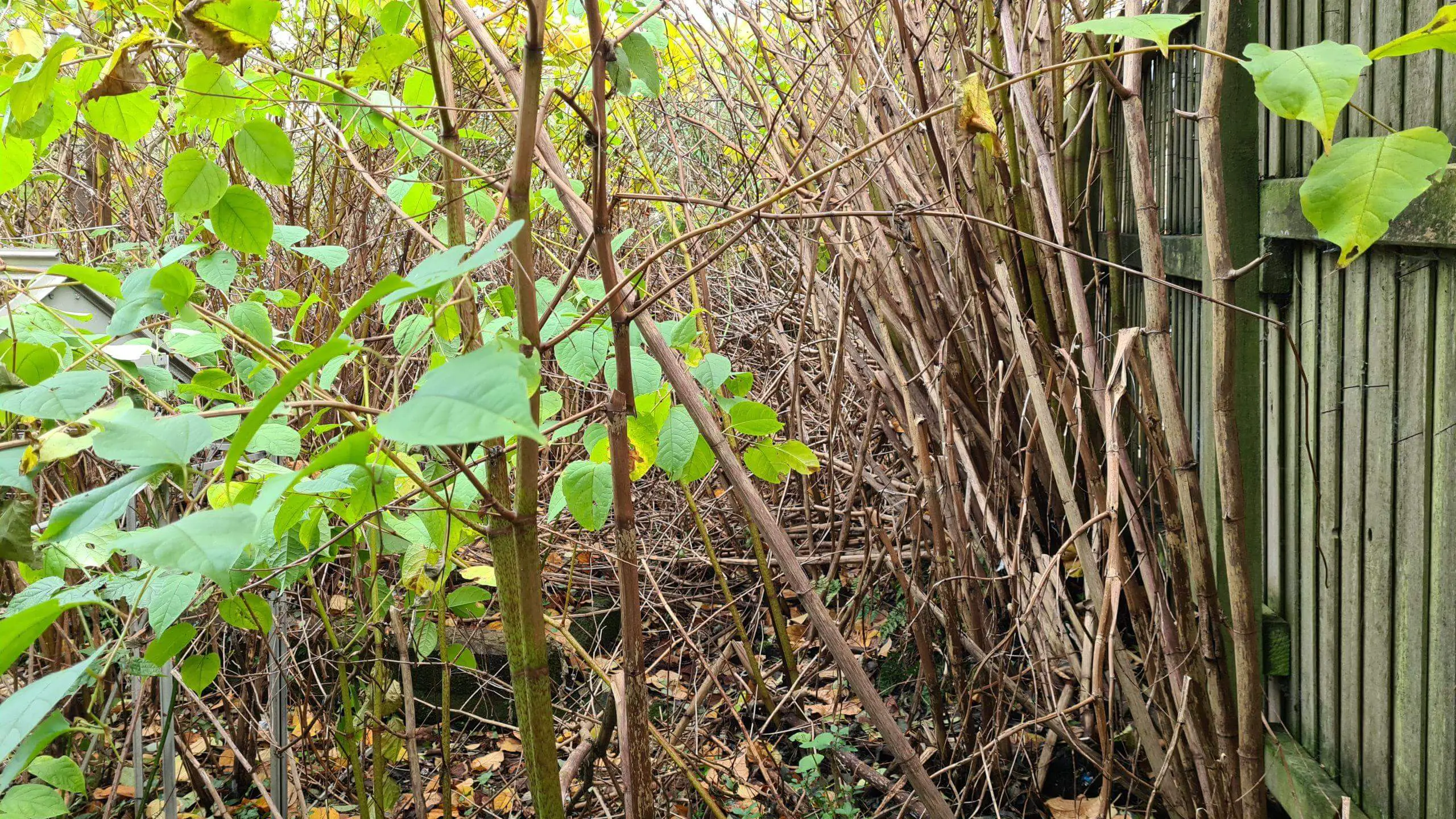Japanese knotweed knows no boundaries as it pushes into new ground