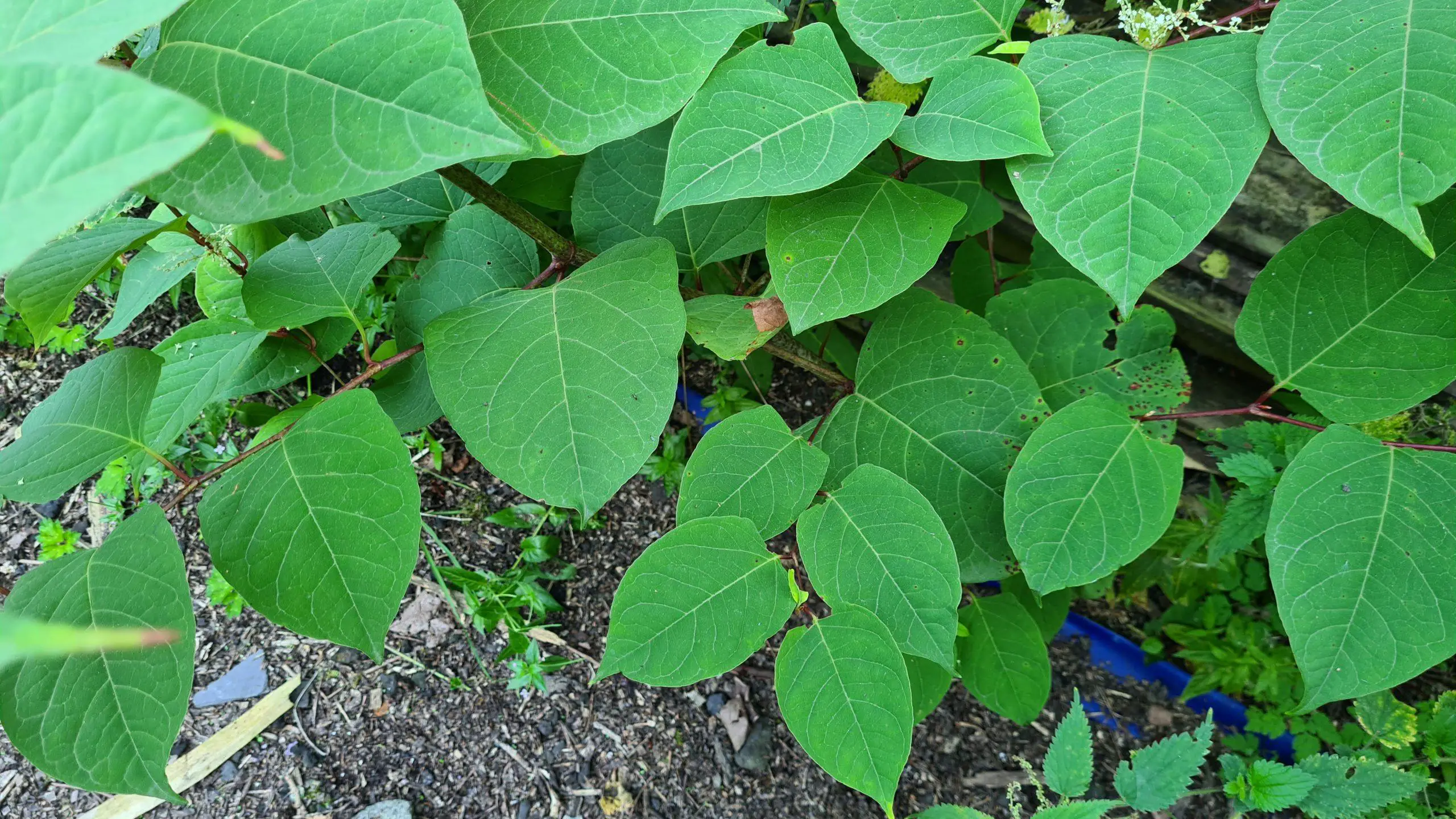 Japanese knotweed leaves create such coverage to present a problem for native plants