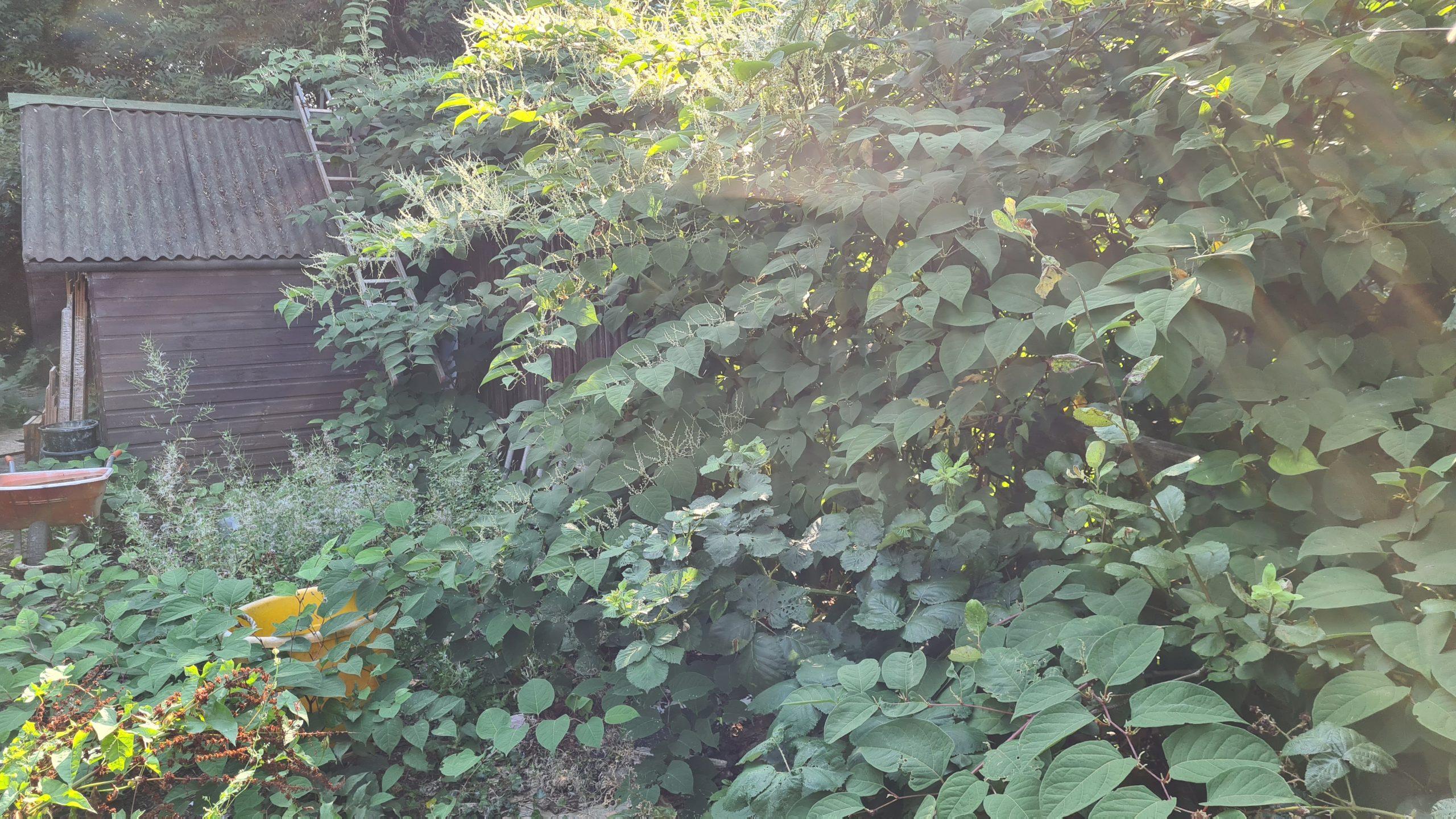 Knotweed can spread all too easily and will cause damage to out buildings and fences