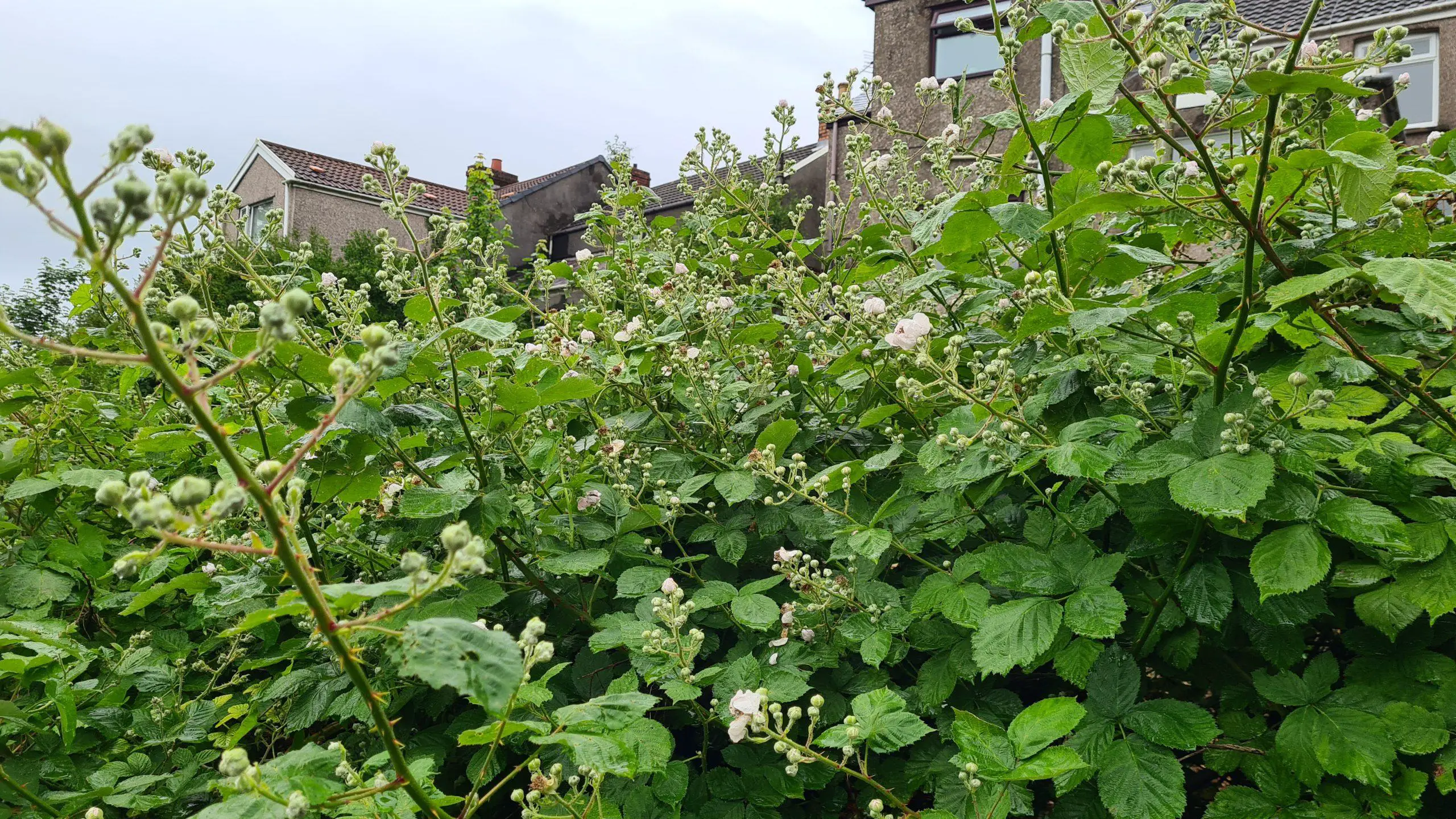 Left unchecked brambles can consume a garden and require some serious removal intervention