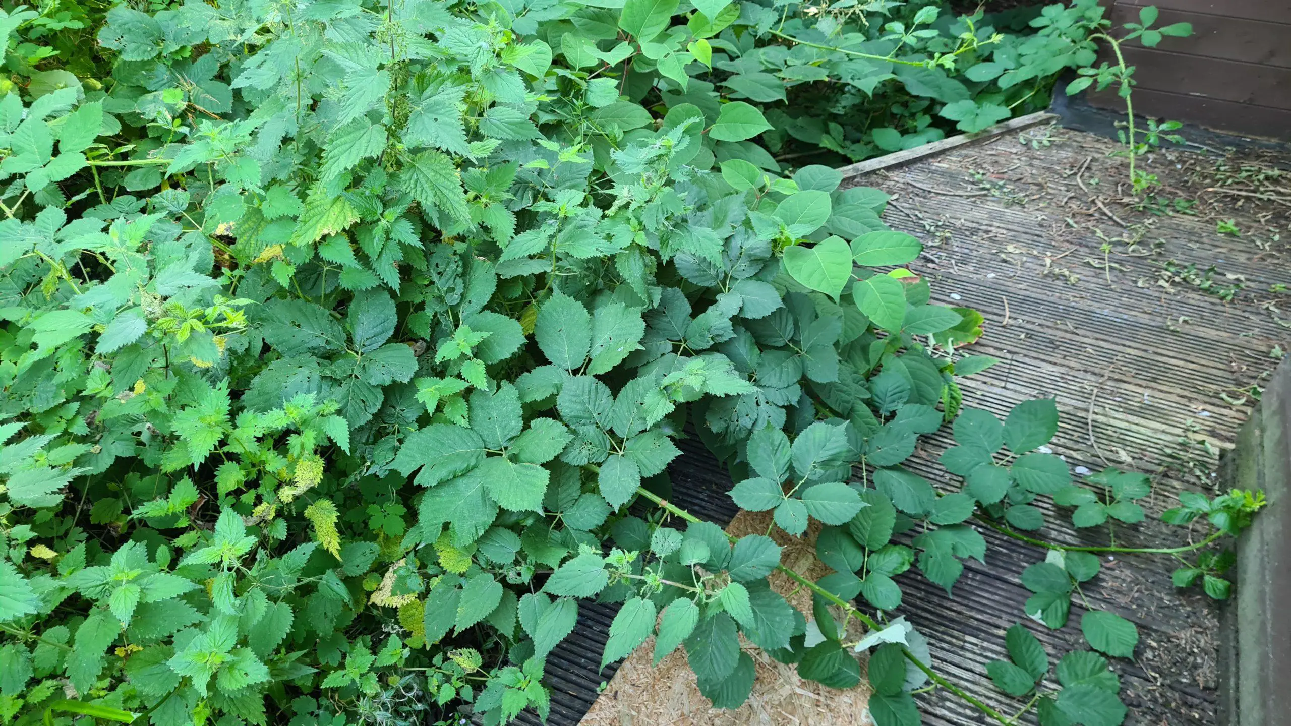 Mix of invasive weeds creeping up to the back of a property and its decking