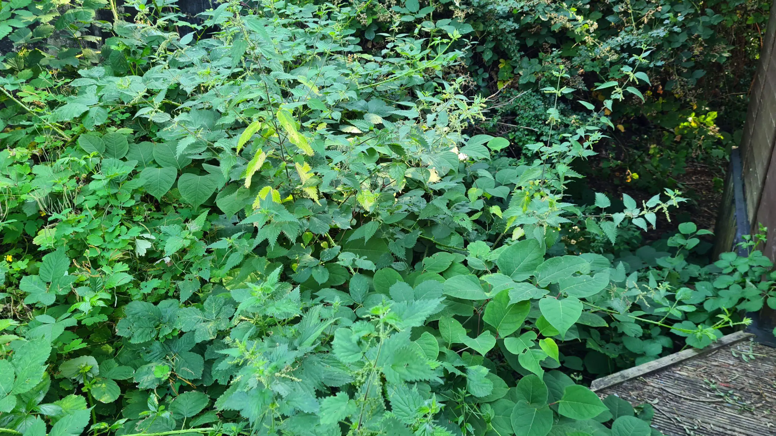 Mix of invasive weeds typically come together and consume an area from native plants