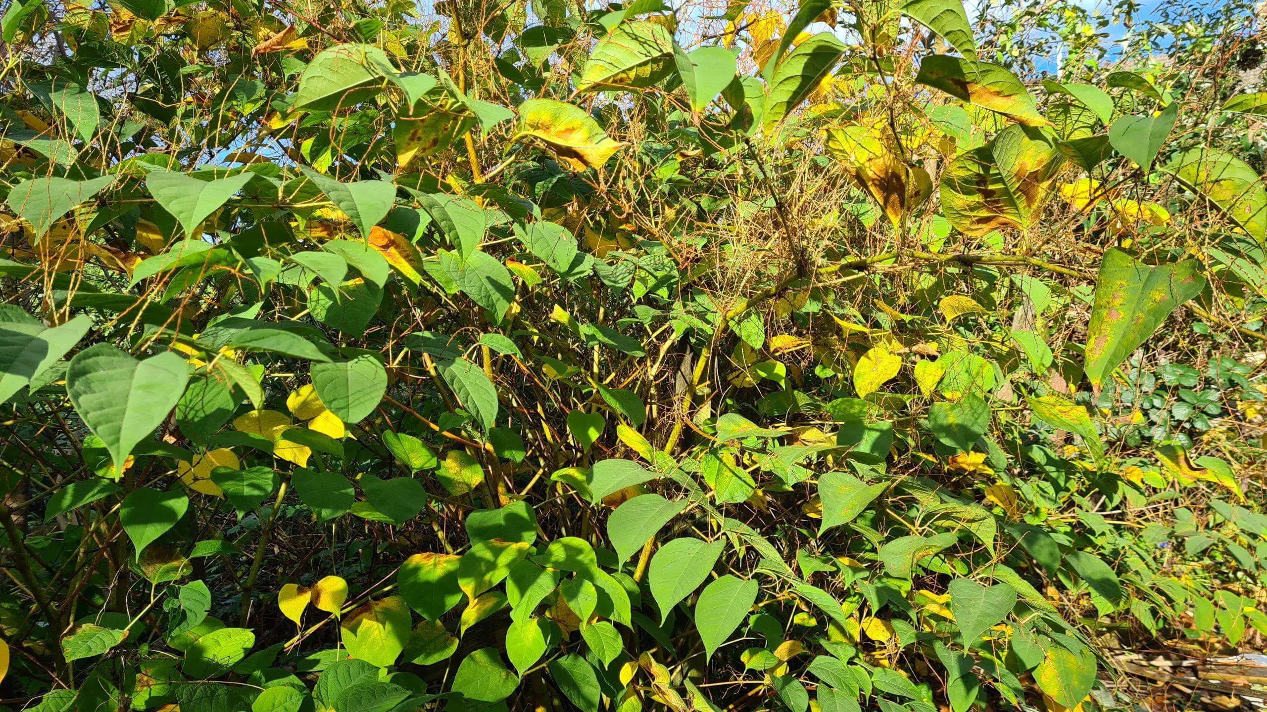 Monitoring Japanese knotweed to ensure you can rid of it in a timely manner