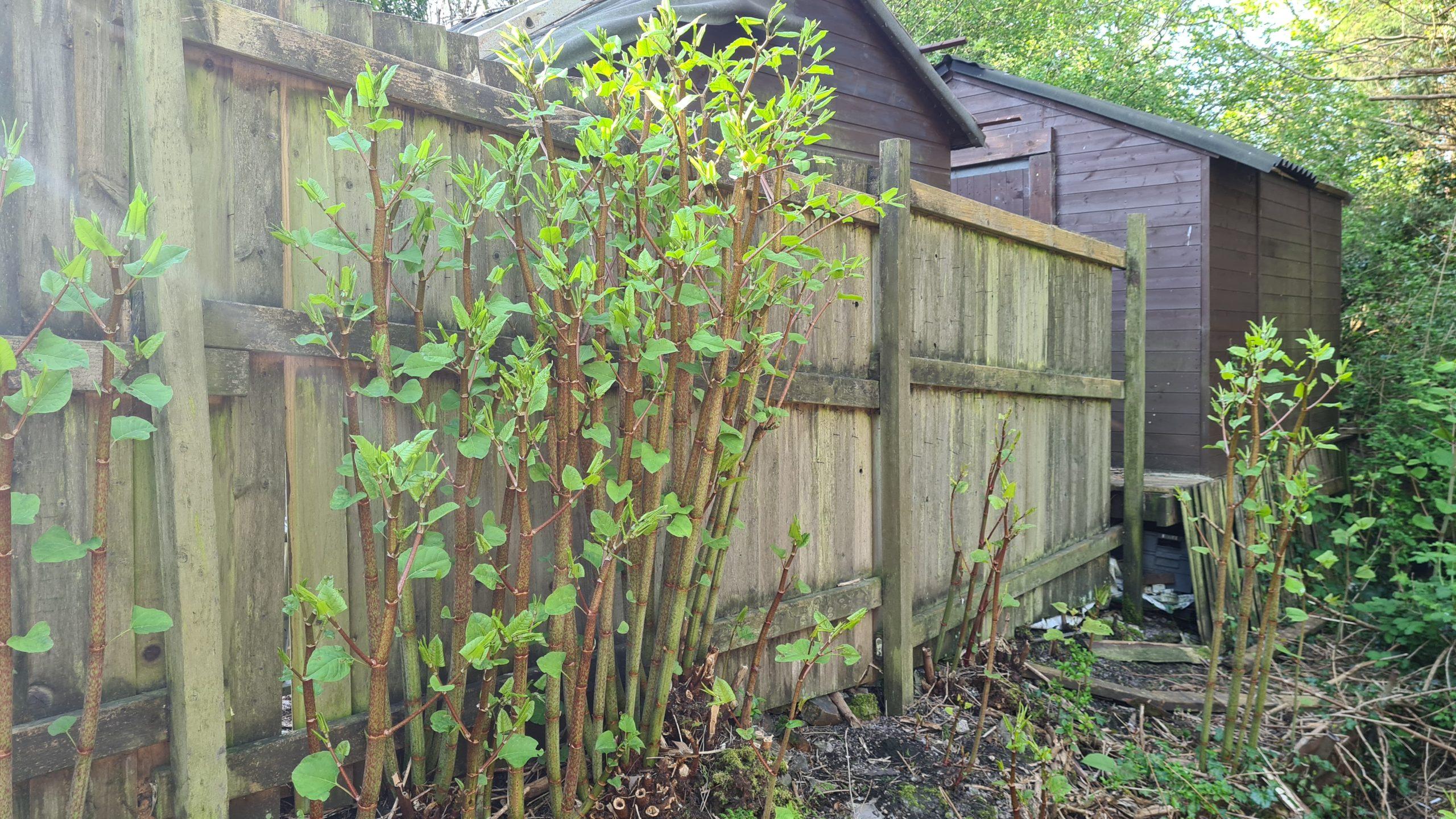 New Japanese knotweed shoots manage to colonise existing crowns year after year