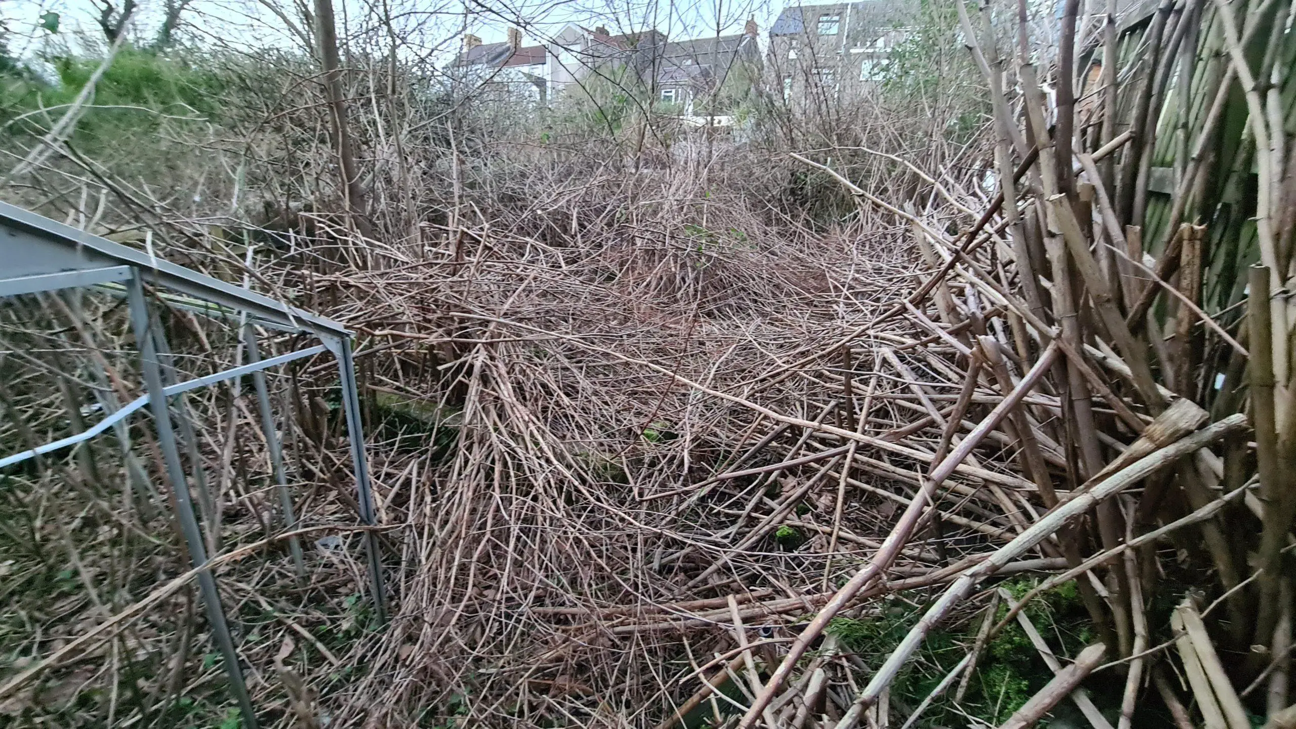 No small job to clear this invasion of Japanese knotweed which has consumed this garden for many years