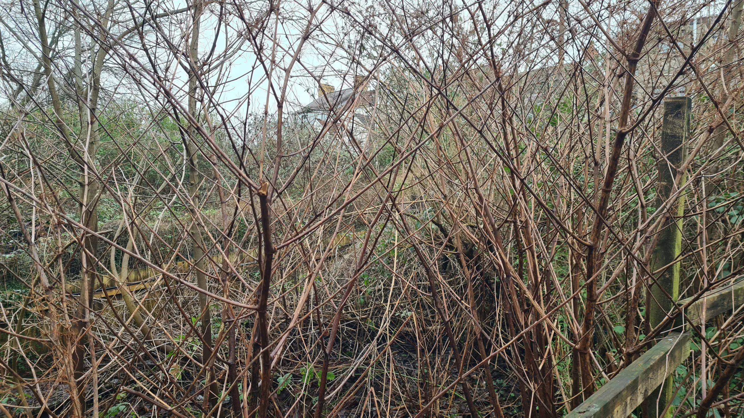 Physically clearing Japanese knotweed stems once they are dead is another effective method at the beginning of treatment
