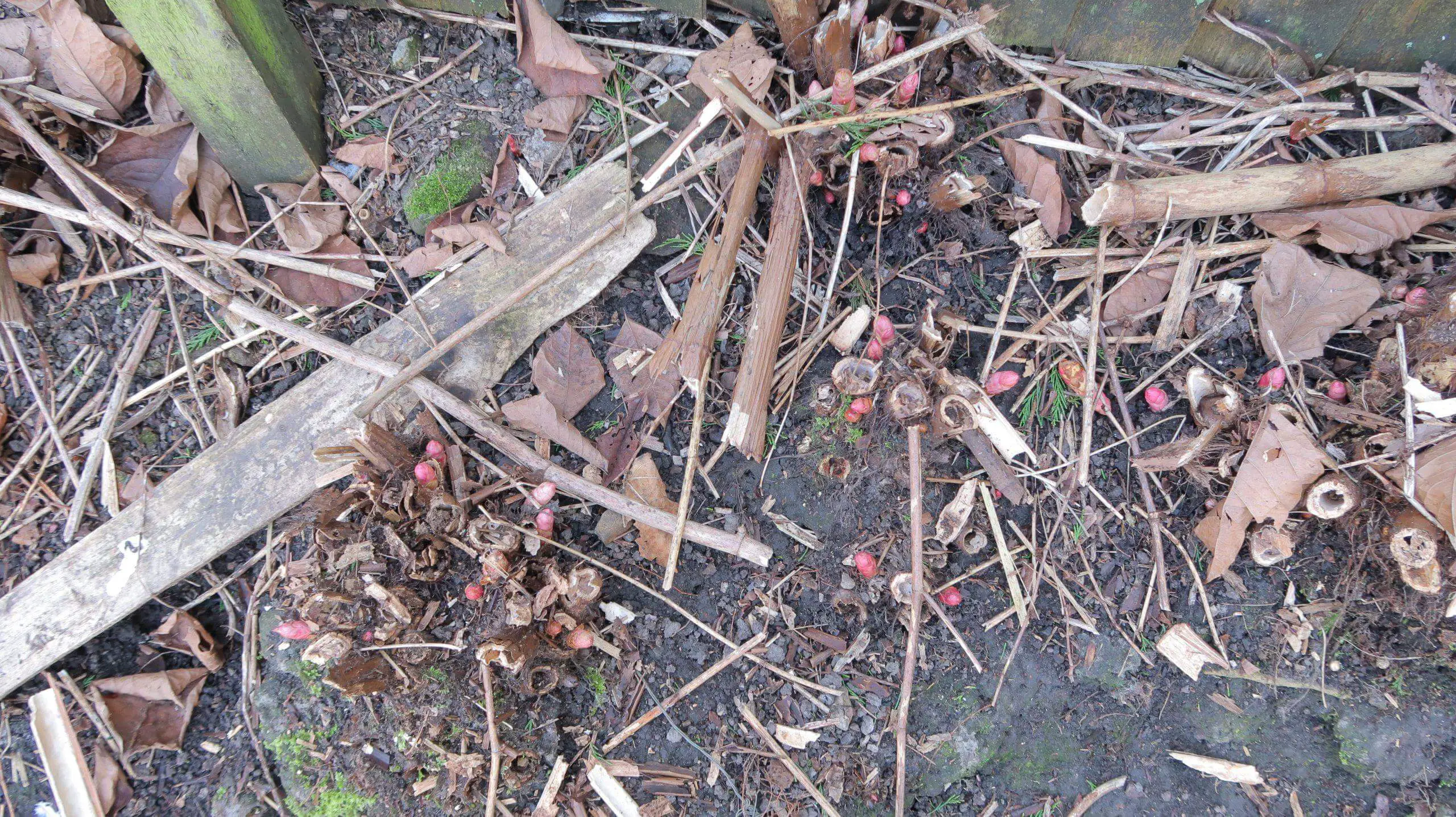 Protecting the soil microbes requires the need to eliminate Japanese knotweed and its crown as soon as possible