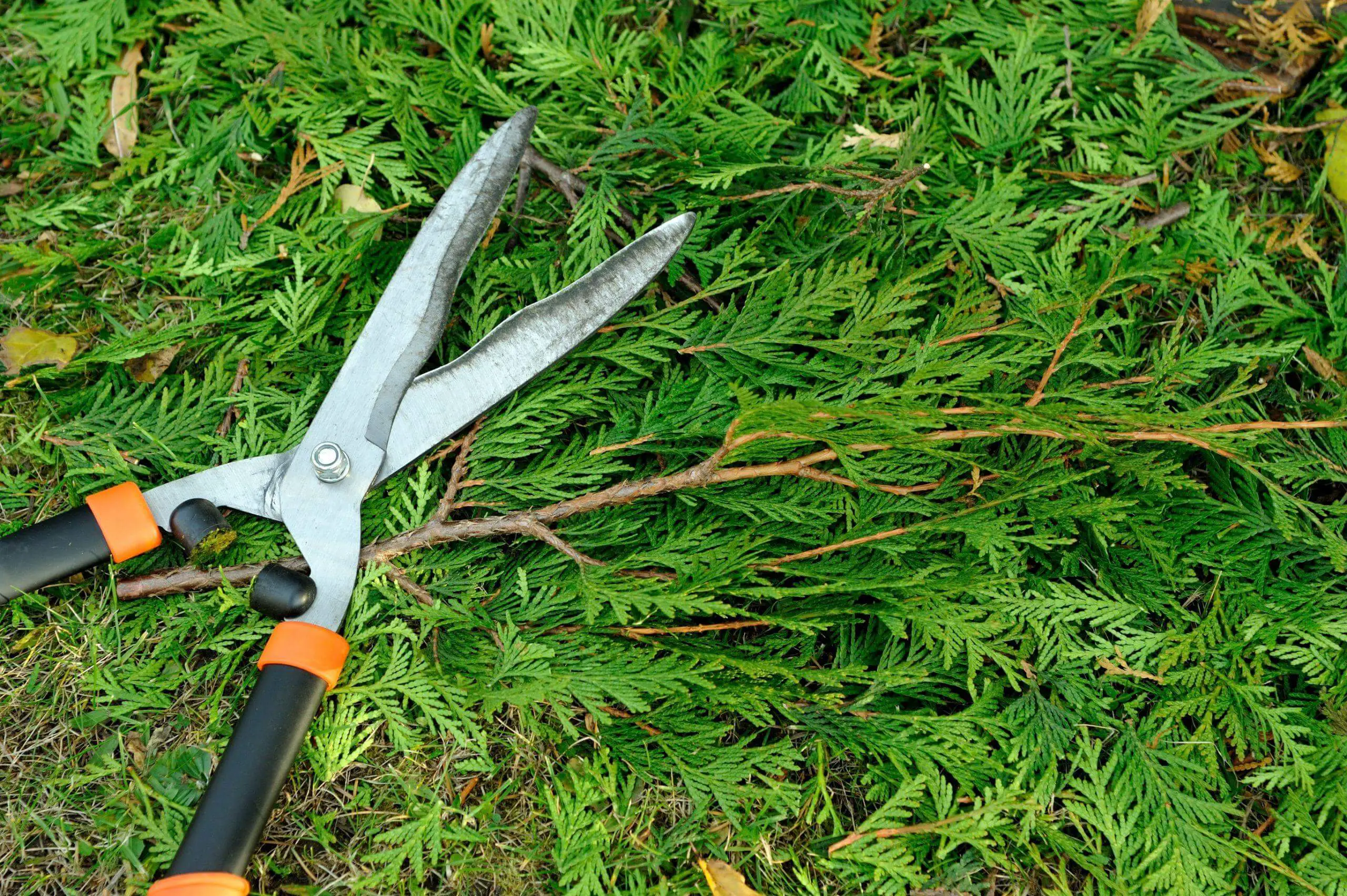 Pruning bushes in the garden with shears