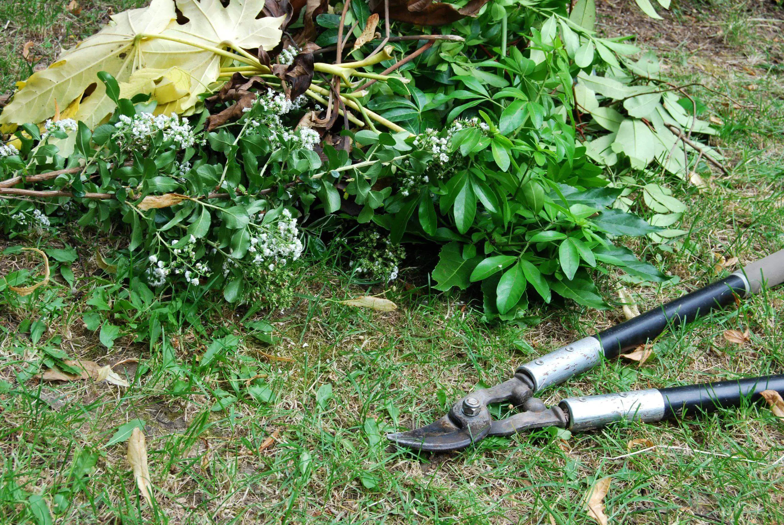 Pruning loppers for gardening and pile of leaves on lawn