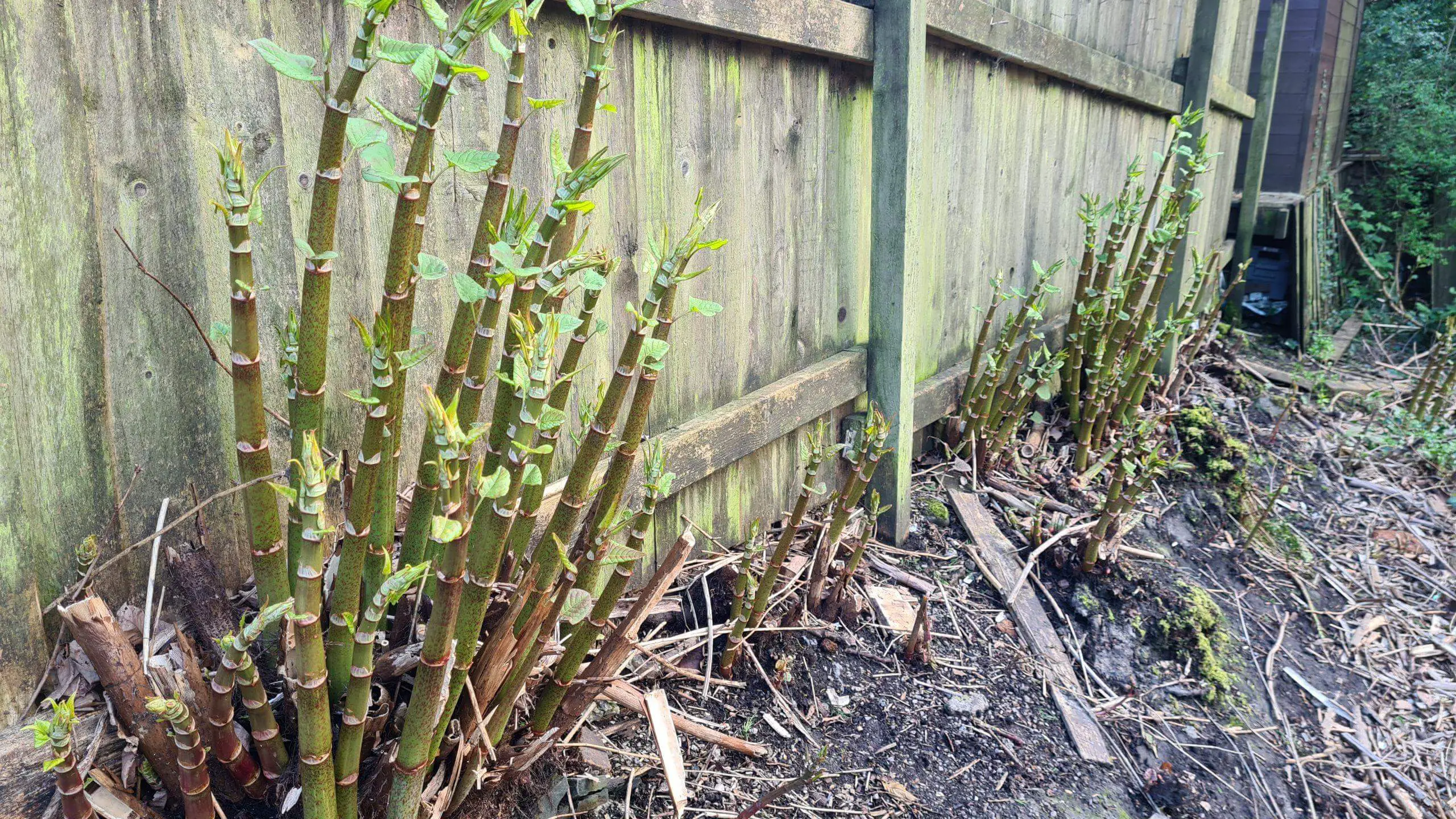 Removing Japanese knotweed from a boundary is essential to prevent it spreading