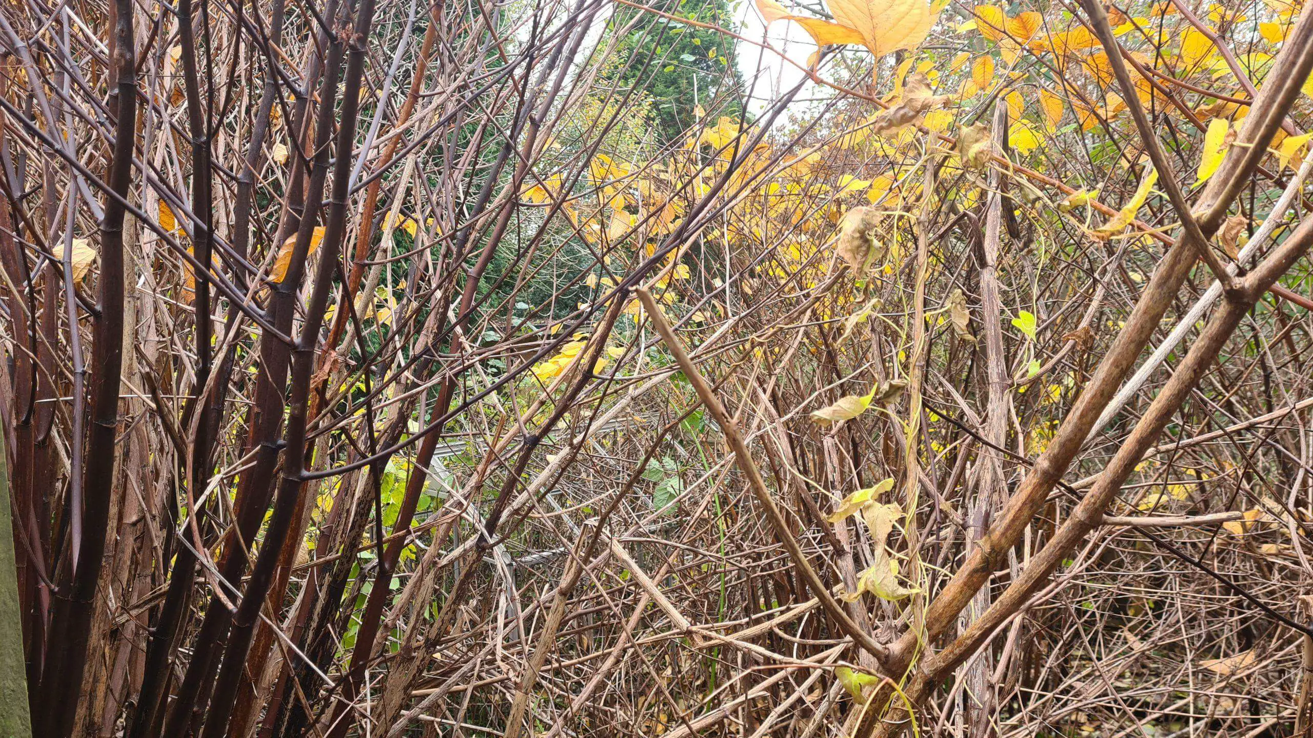 Removing Japanese knotweed off a property begins by cutting down the dead stems