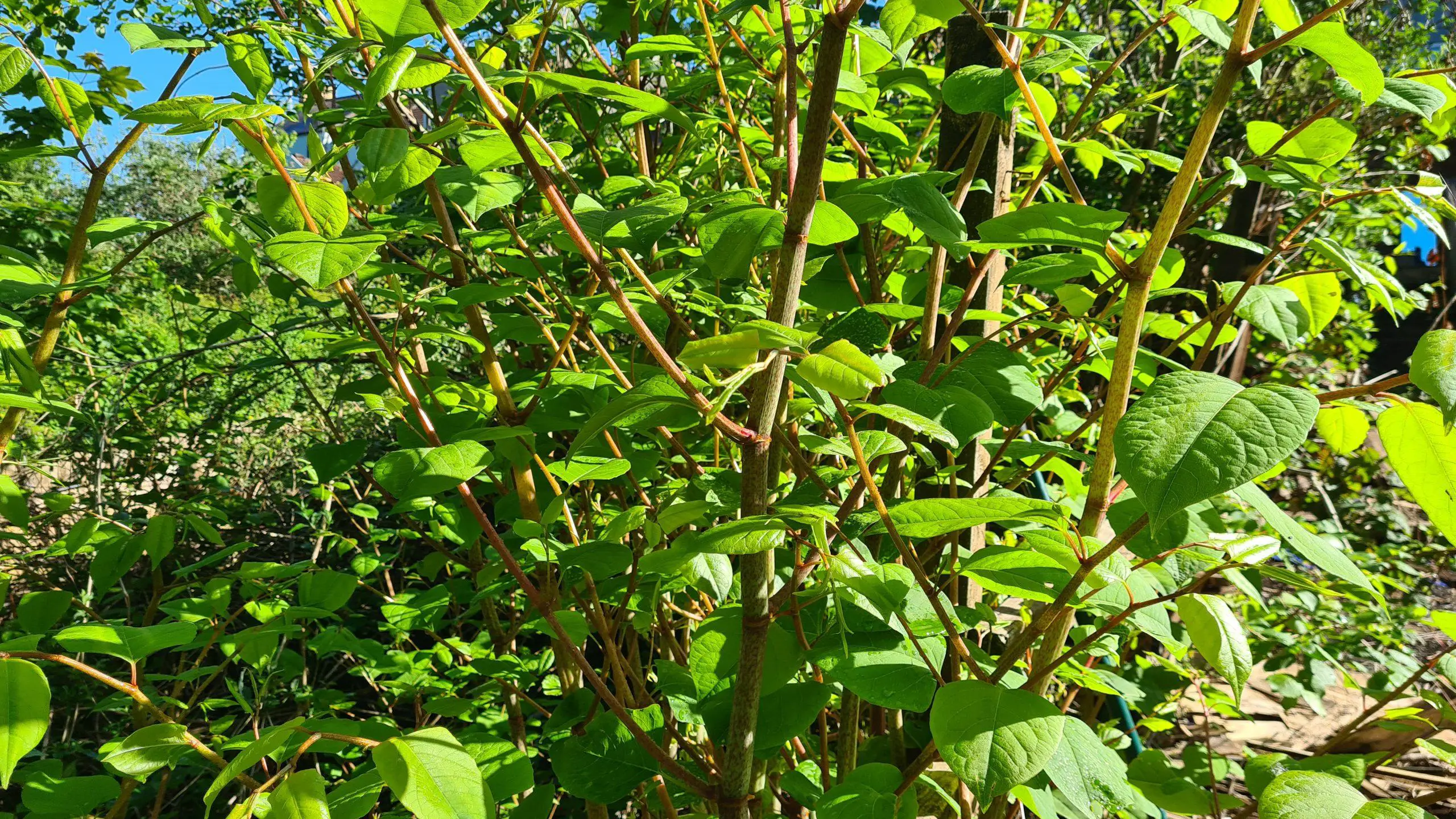 Selecting the best method to remove Japanese knotweed is essential to control the eradication of this invasive plant