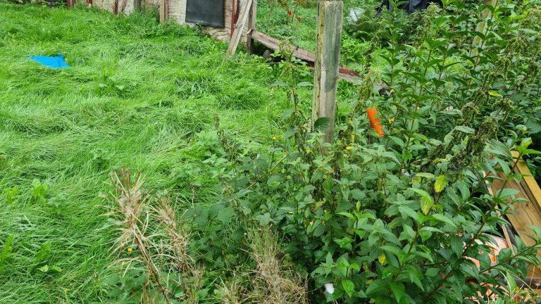 Site Clearance Best Practices For Managing Invasive Weeds