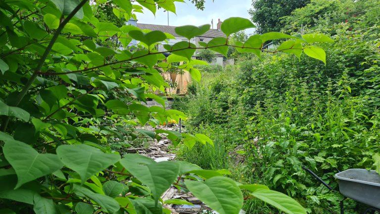 Site Clearance For Invasive Weeds: Key Considerations