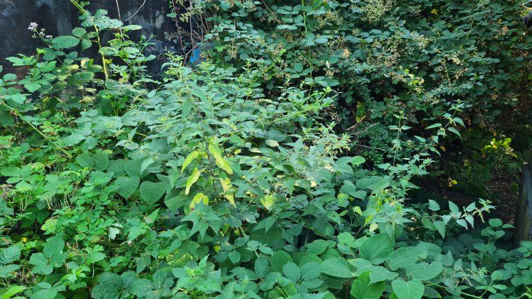 Site Clearance Techniques For Dealing With Invasive Weeds