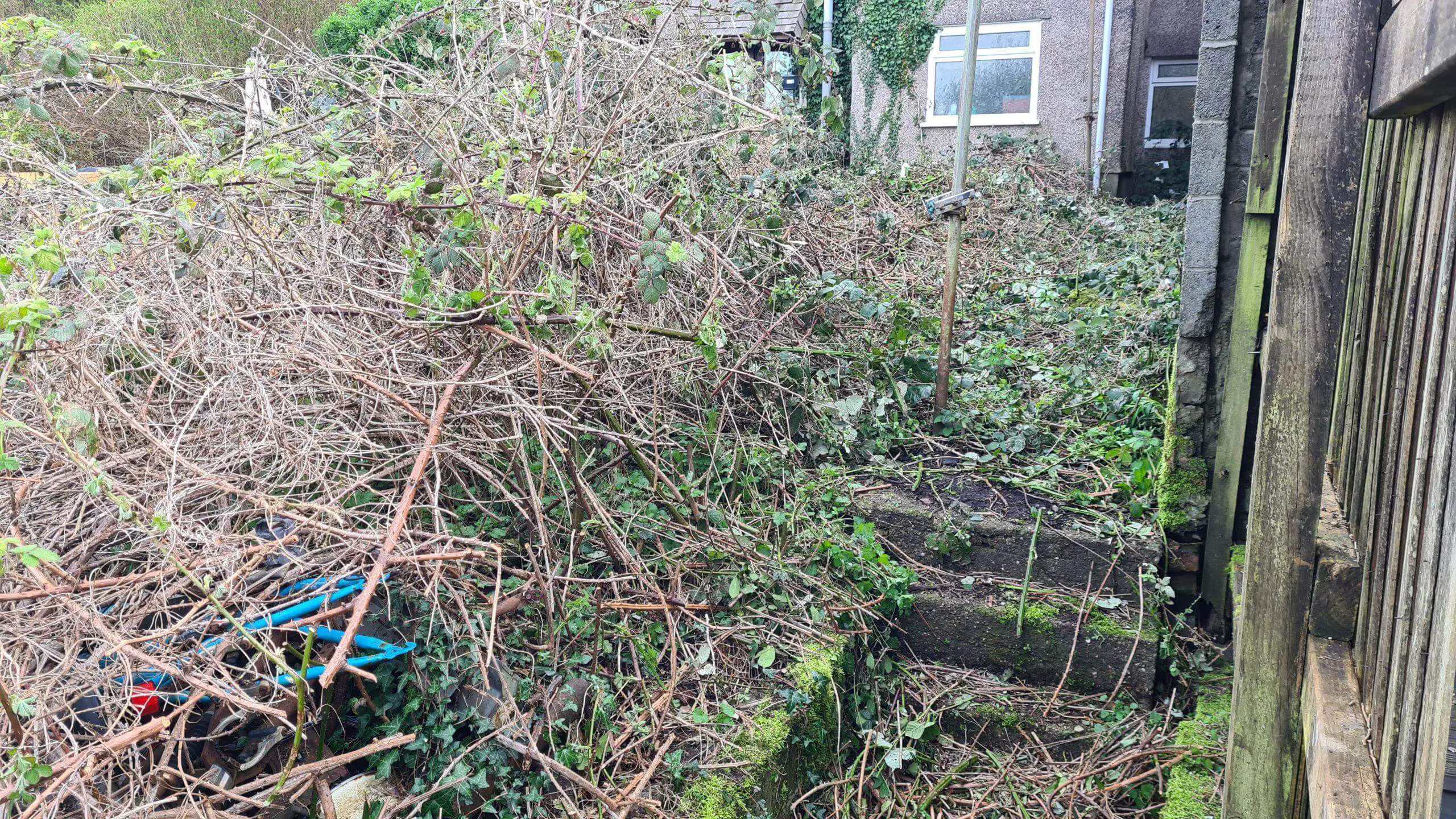 Some invasive weeds such as brambles consume a large area and pose a risk to native plants as well as danger of hurting yourself