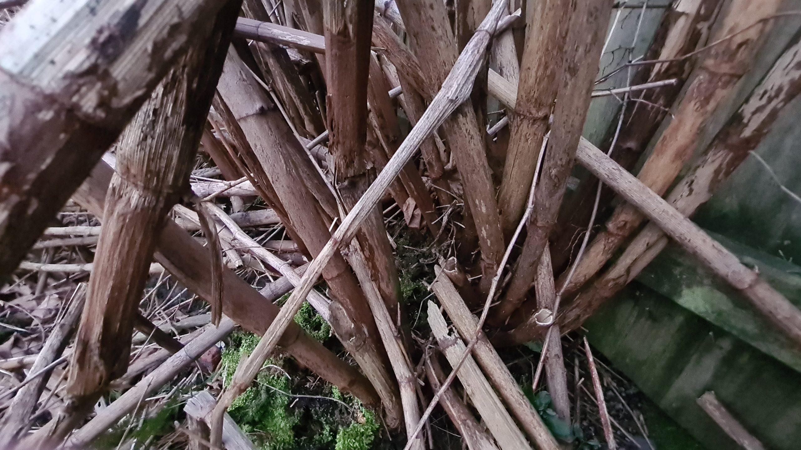 Starting the process of removing dead Japanese knotweed stems from a property