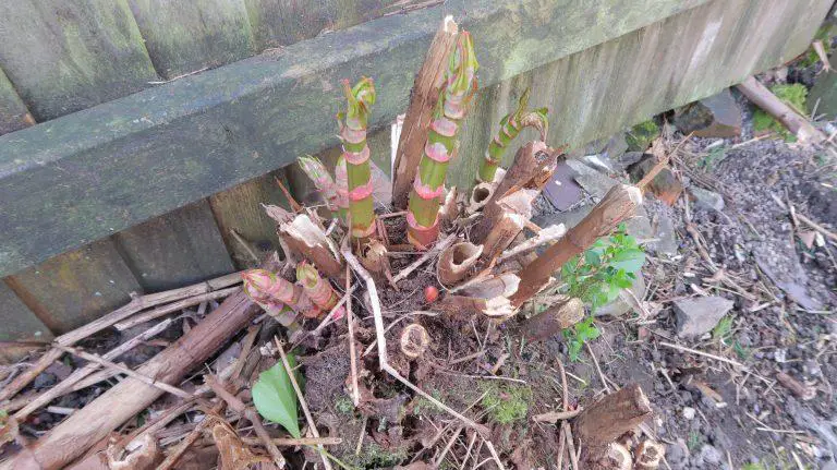 The Best Time to Remove Japanese Knotweed Crowns