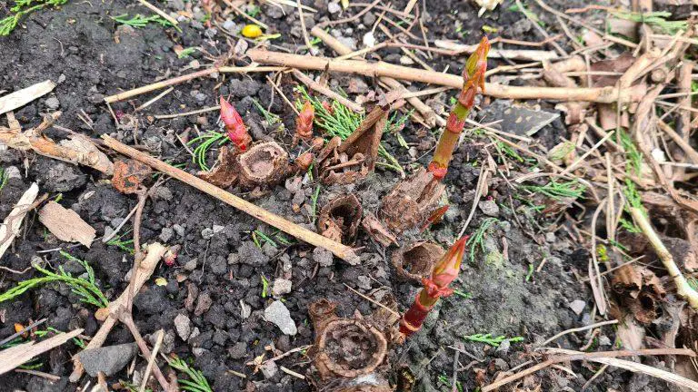 The Connection Between Japanese Knotweed Crowns and Soil Microbes