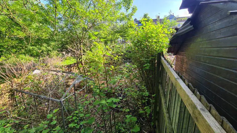 The Cost Of Commercial Japanese Knotweed Removal: What You Need To Know