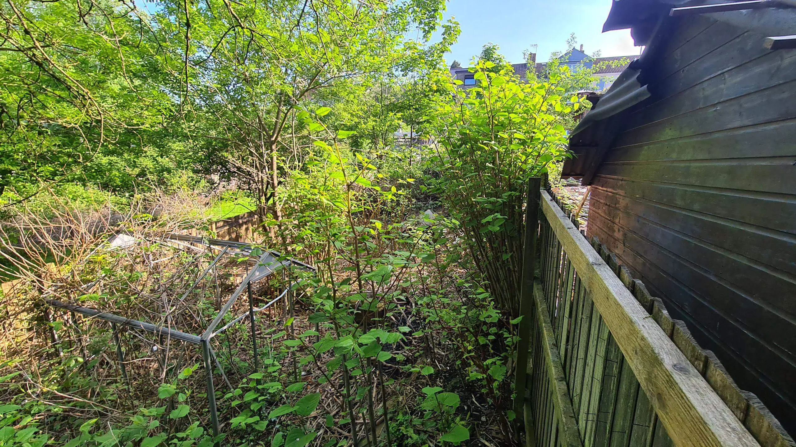 The Cost Of Commercial Japanese Knotweed Removal What You Need To Kno