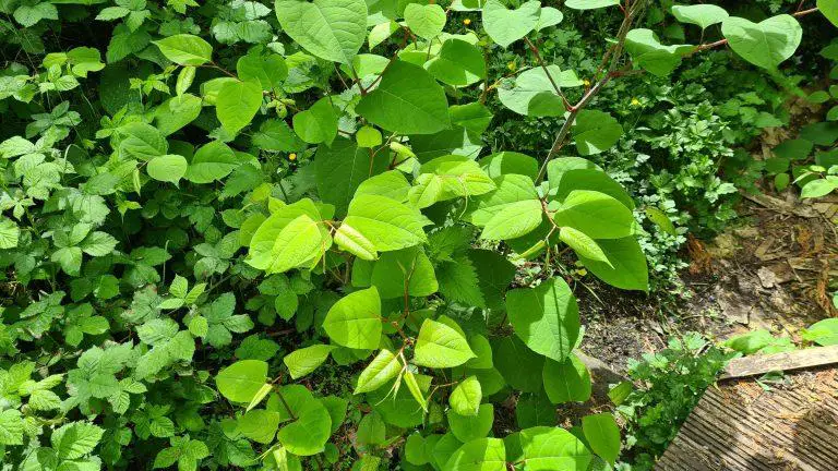 The Cost Of Removing Japanese Knotweed