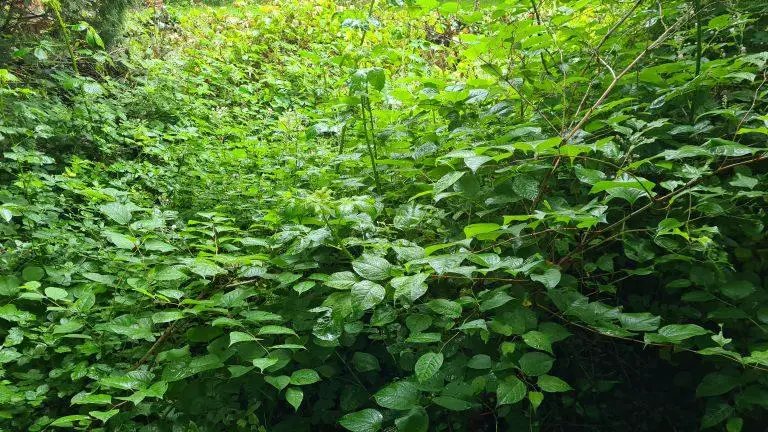The Ecological And Environmental Risks Associated With Japanese Knotweed
