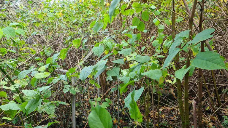 The Law Regarding The Disposal Of Japanese Knotweed