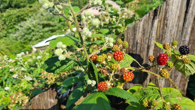 Myths And Misconceptions About Brambles