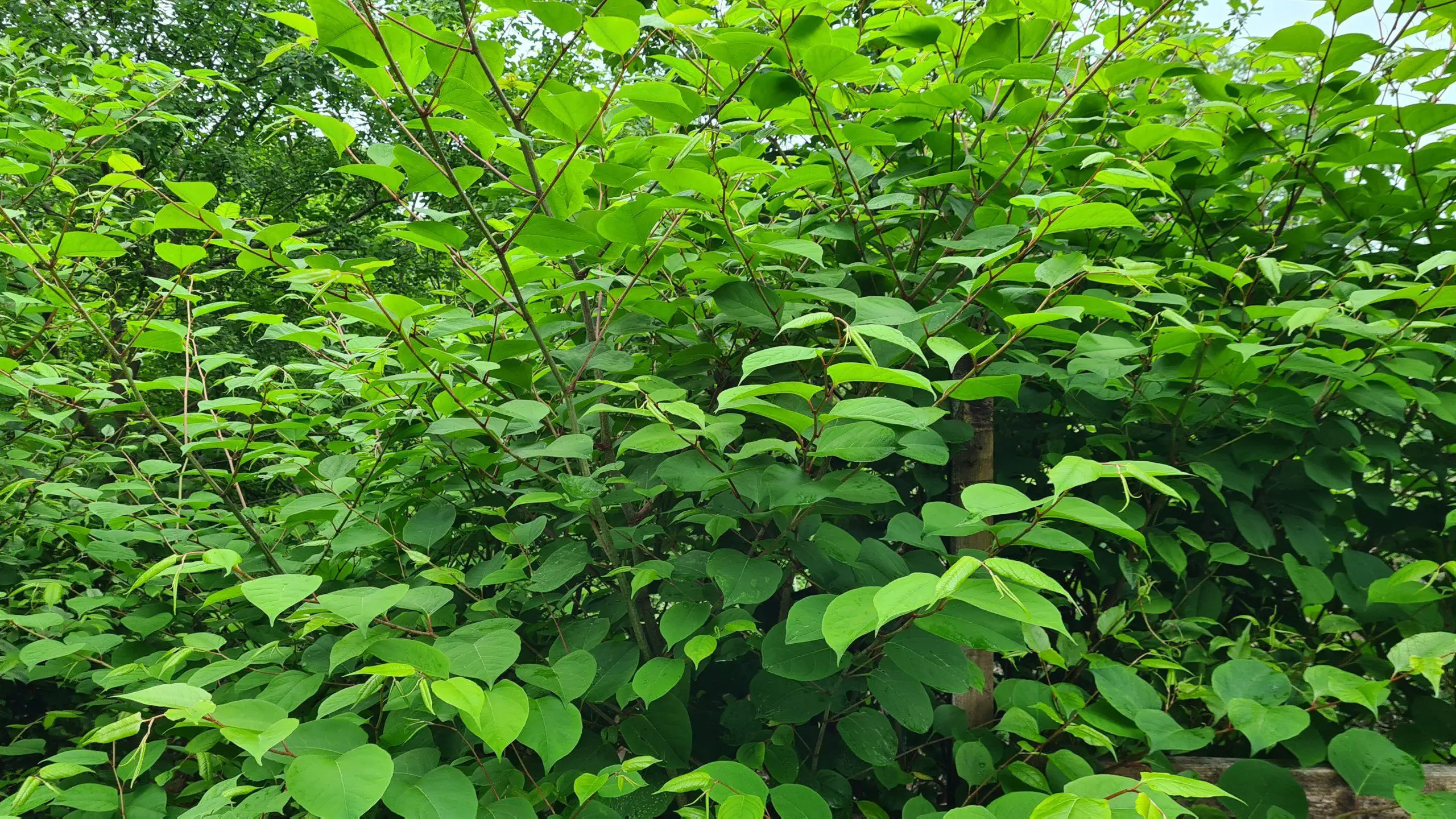 The density of Japanese knotweed demonstrates how invasive this weed is and why there are laws prohibiting the planting of it intentionally