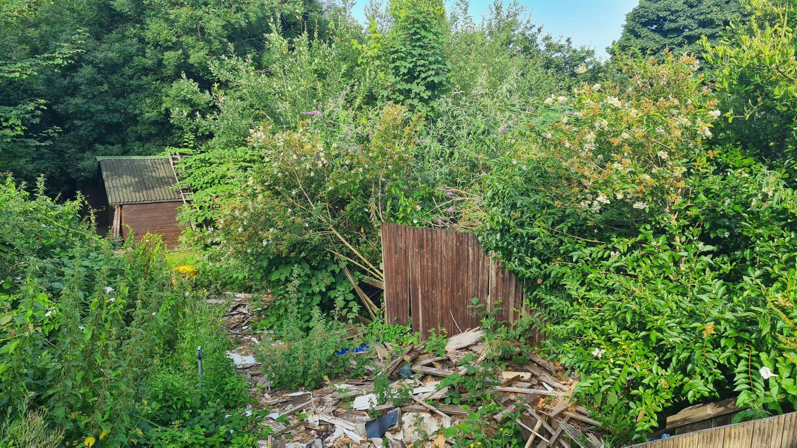 The environmental impact of invasive weeds can consume a once beautiful garden and destroy fences and buildings too
