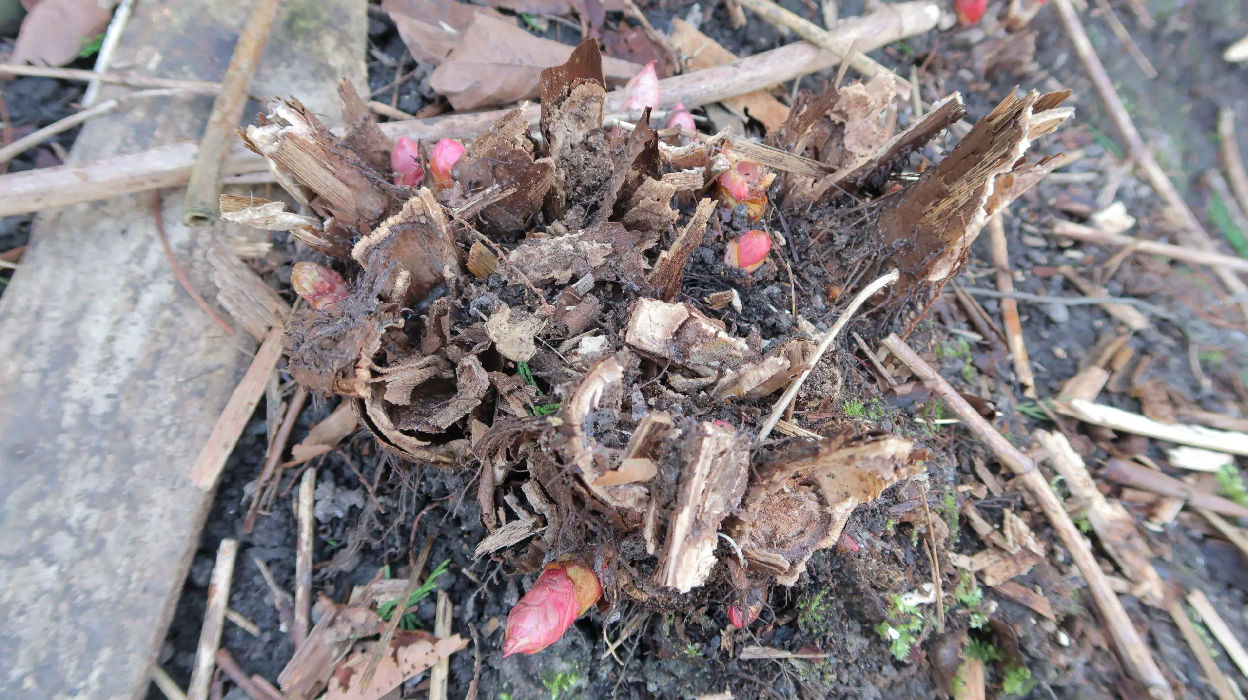 The erosion of soil is evident on this Japanese knotweed crown