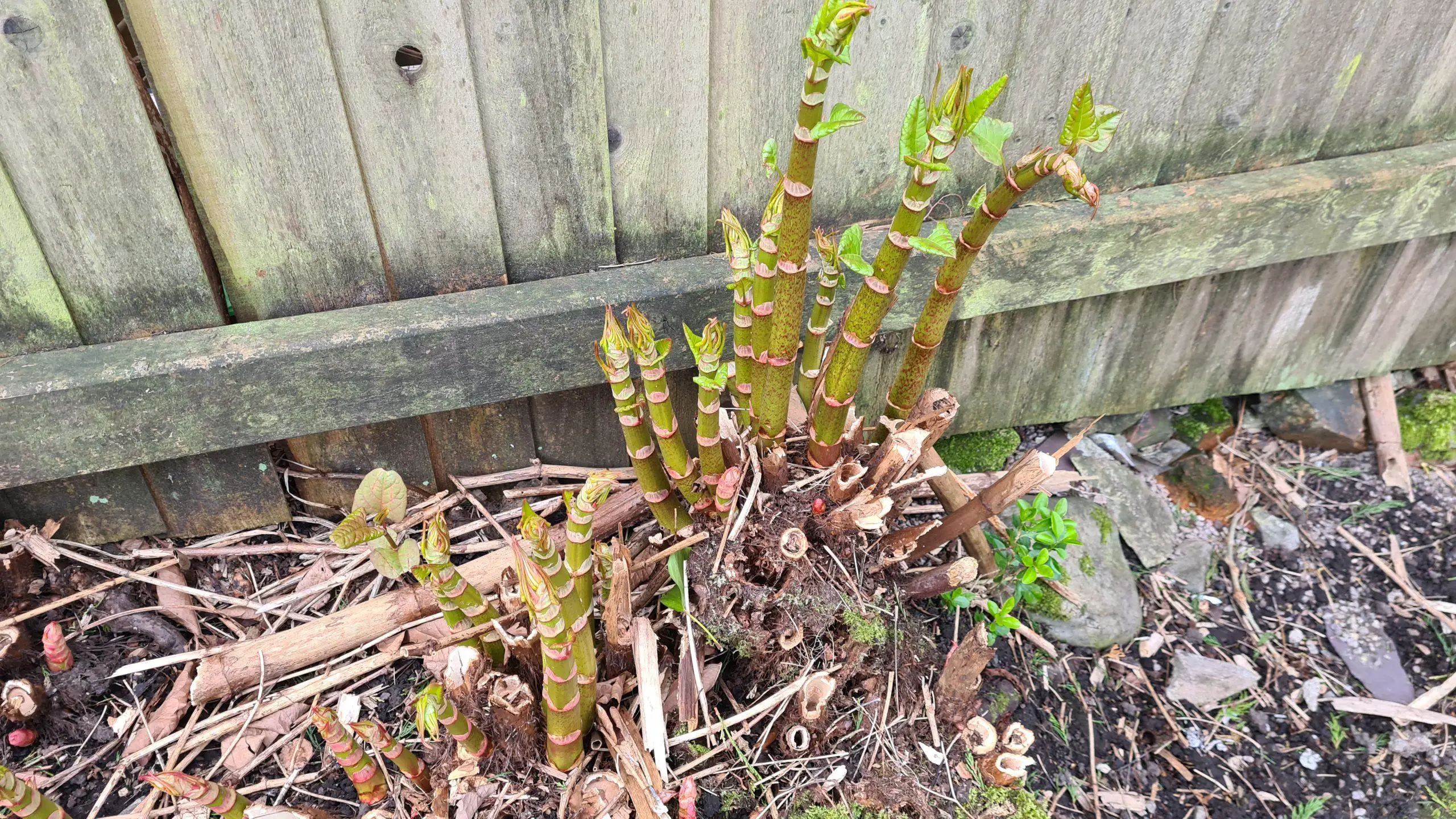 The growth of Japanese knotweed consumes such a large area from even the most compact crown