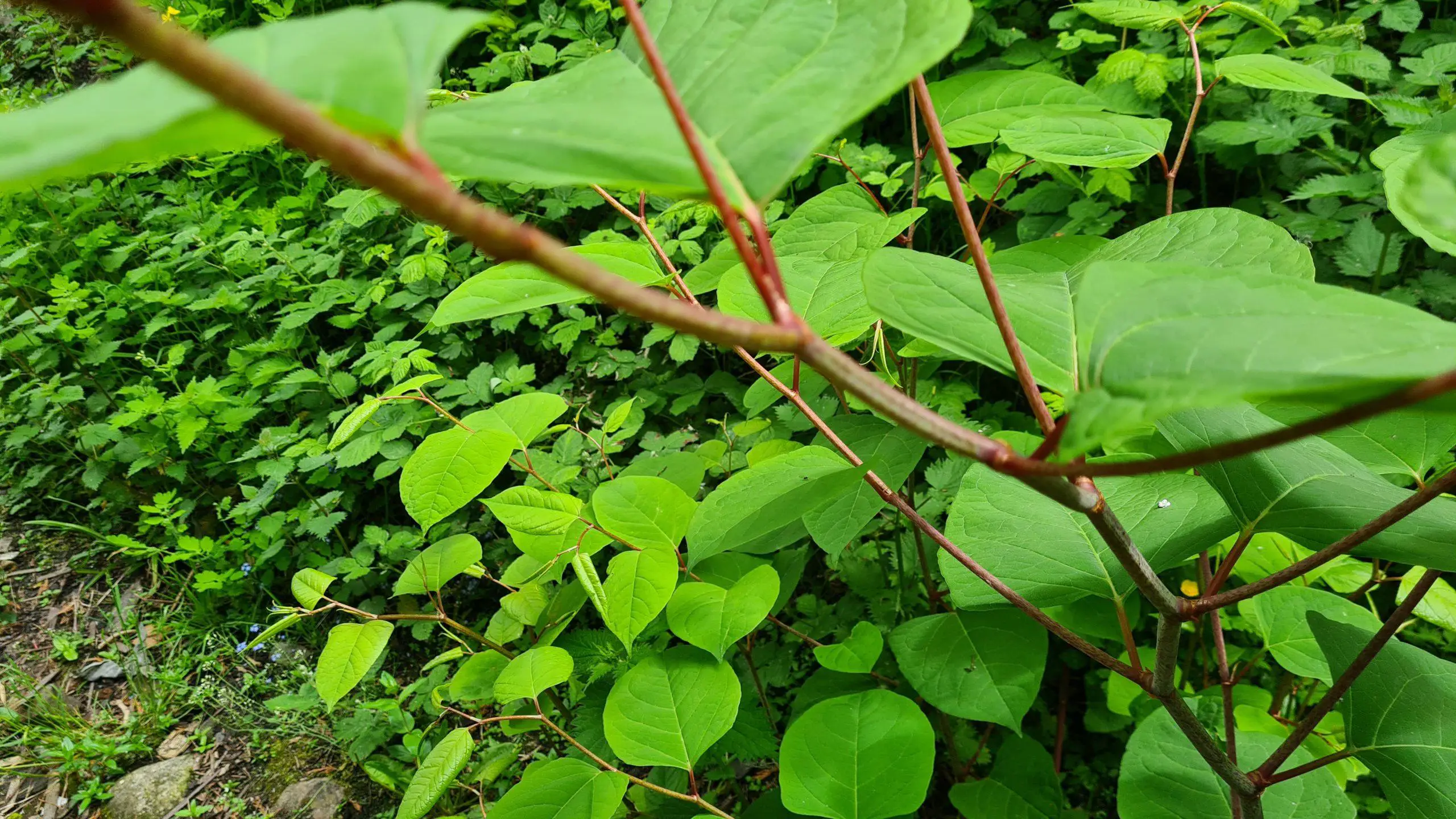 The growth of Japanese knotweed forms an impenetrable wall preventing anything else from growing