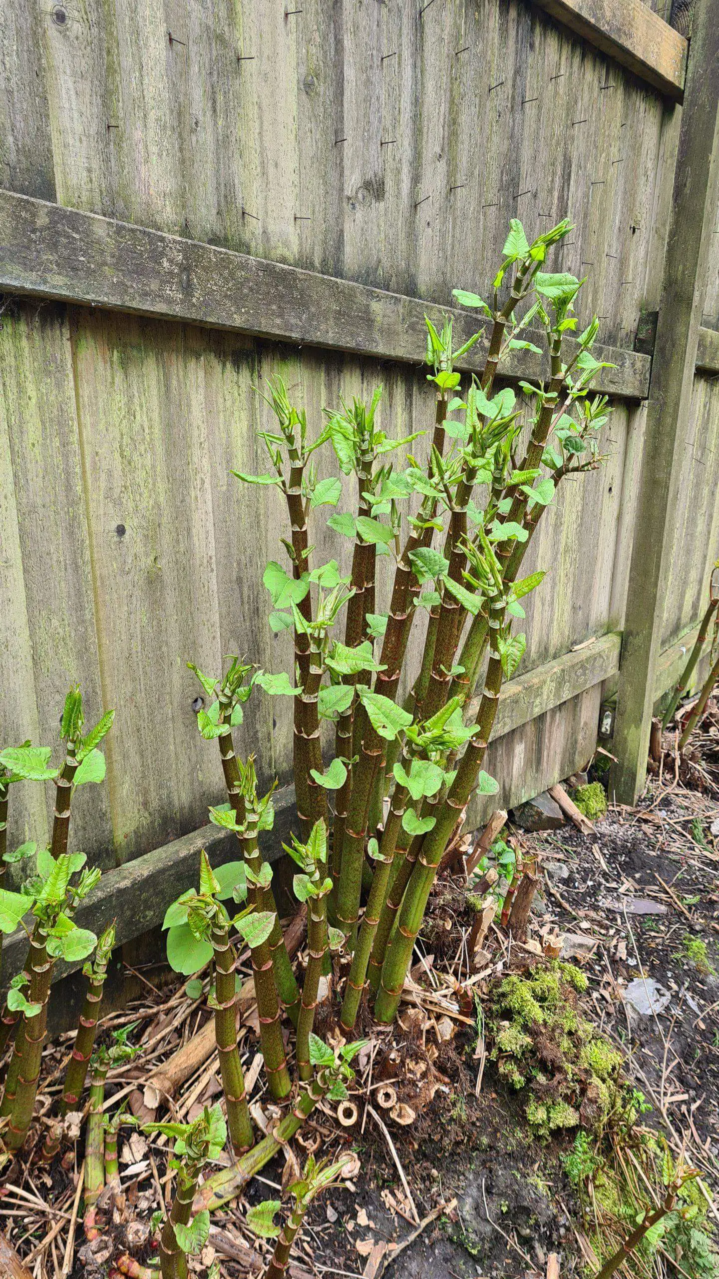 The rapid growth of Japanese knotweed from its crown
